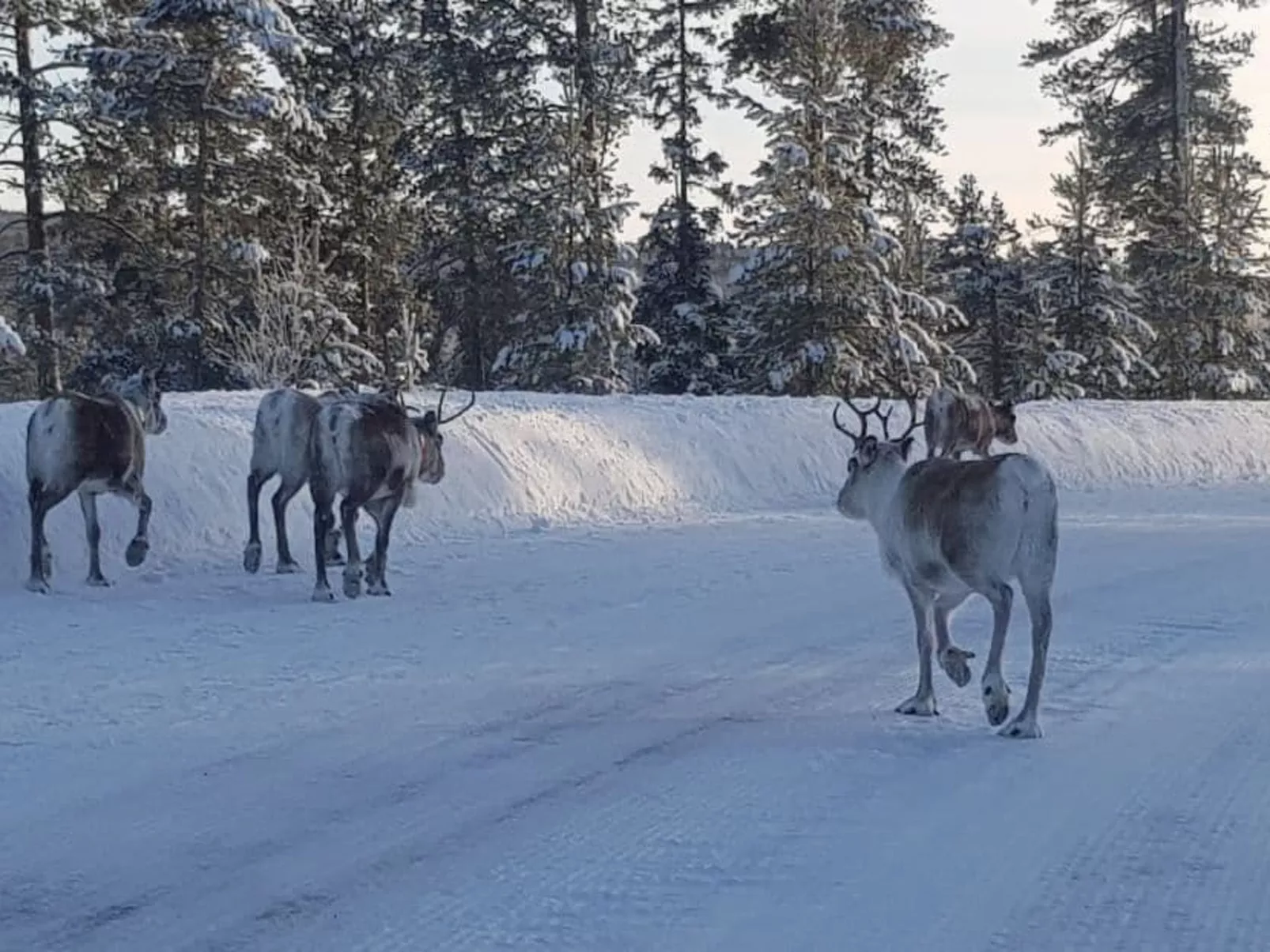 Gemütliches Ferienhaus Angermanland - höga Kusten-Image-tags.info