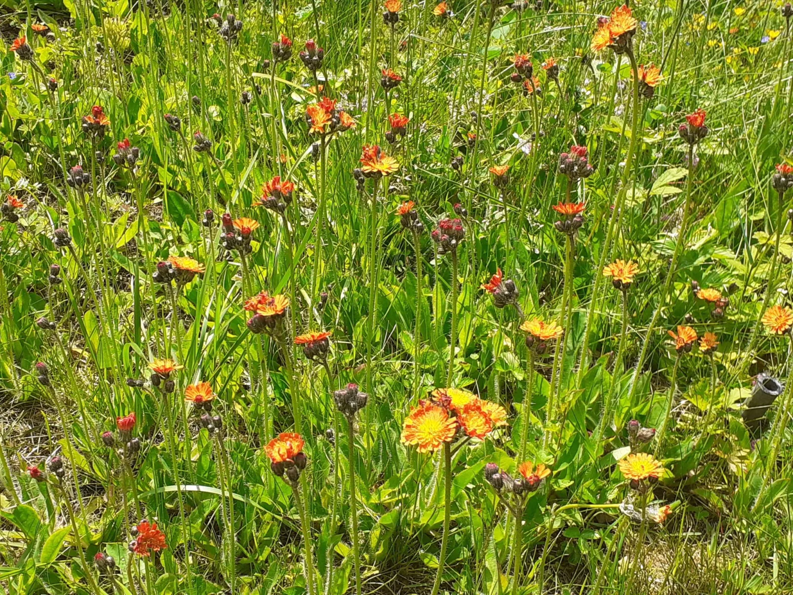 Feriendorf Bad Hundertpfund-Buiten