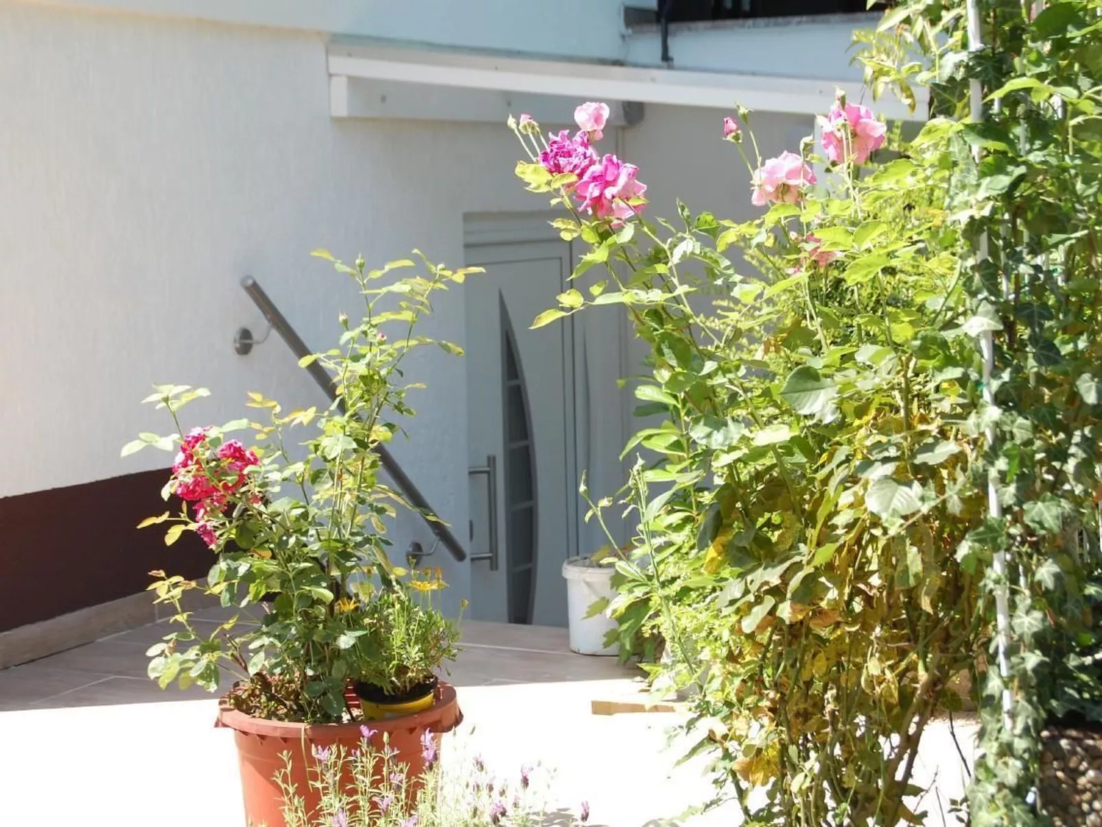 Elisa-Image-tags.info