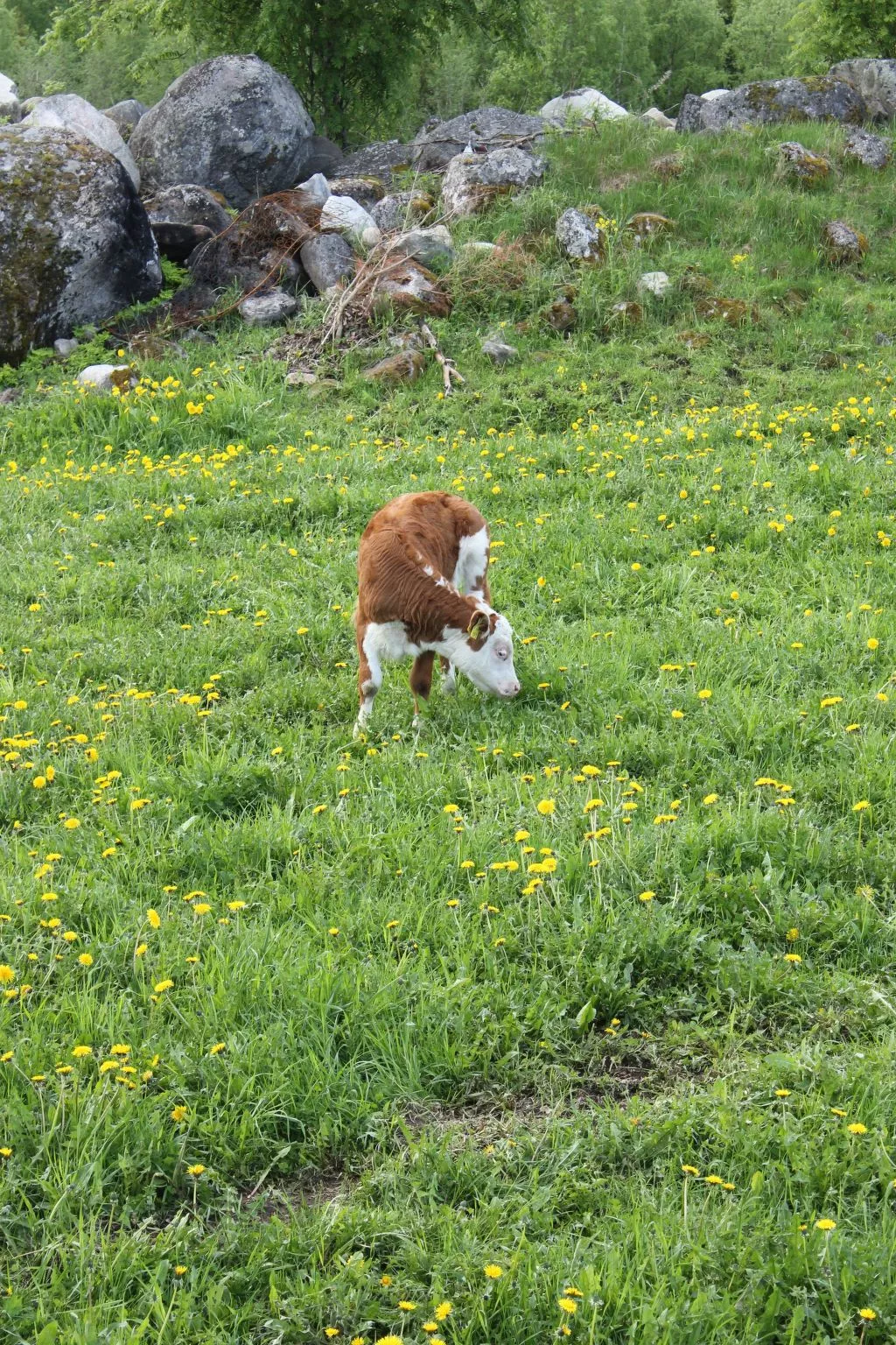 Anwesen mit eigenem Garten und Grill-Buiten