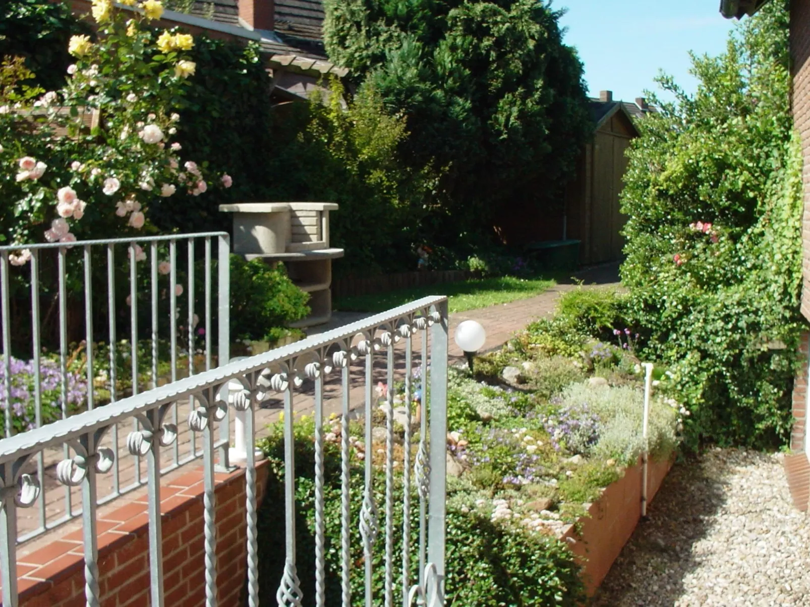 Heringsmöwe in Neue Tiefe