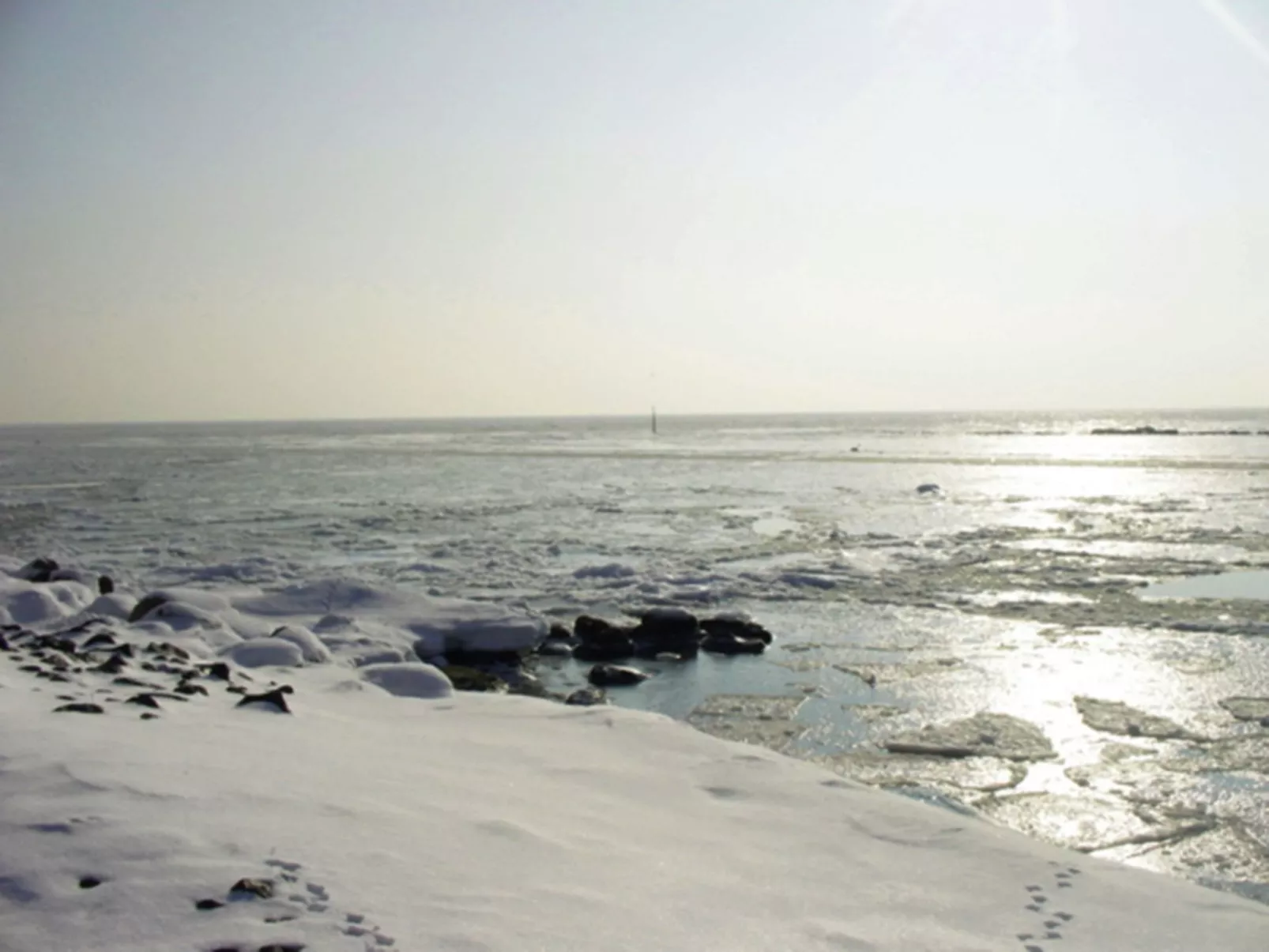 Zwergmöwe in Neue Tiefe