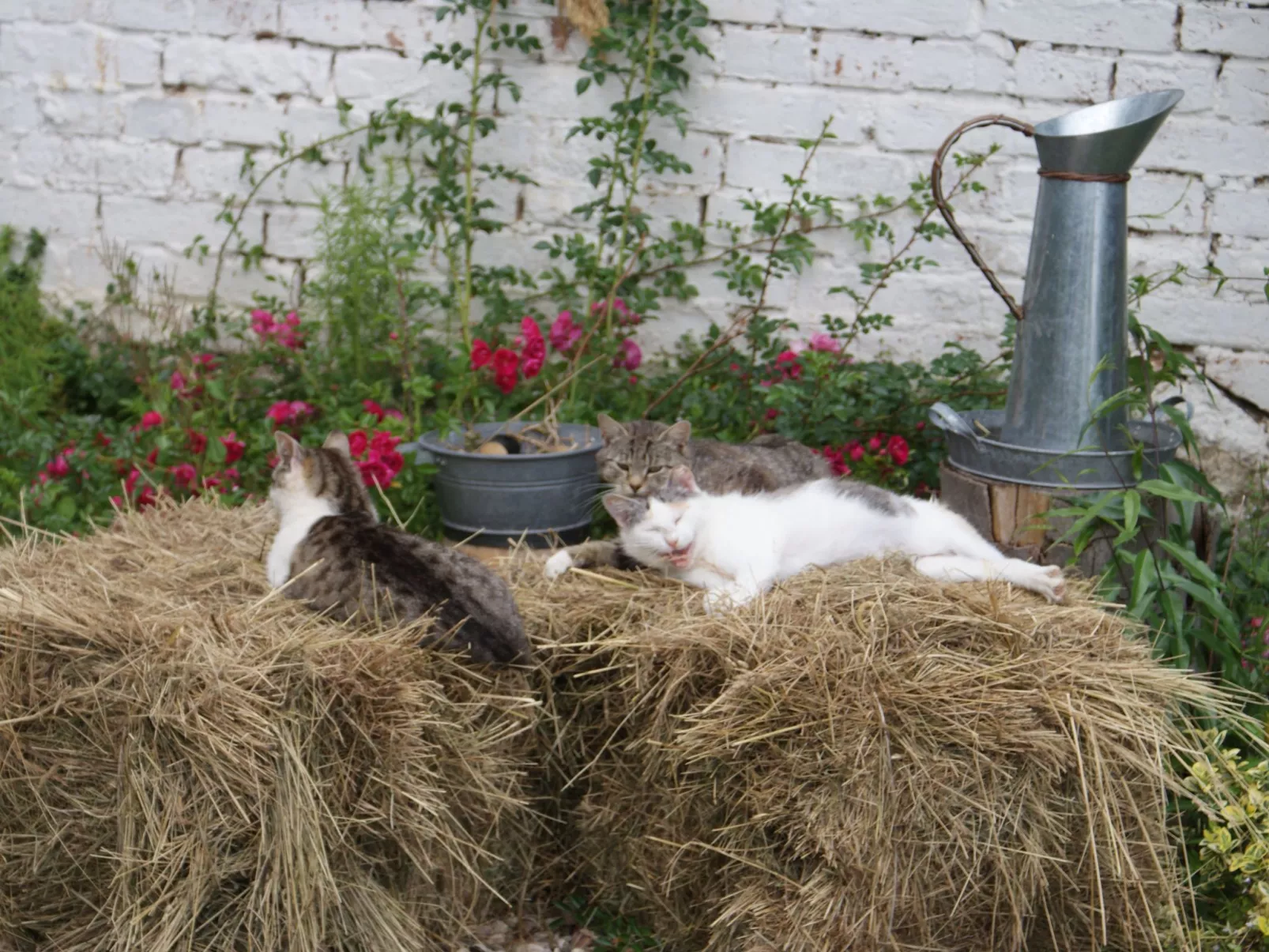 Meeresdorf Stille - Ferienhäuser in den Gärten von Magra-Buiten
