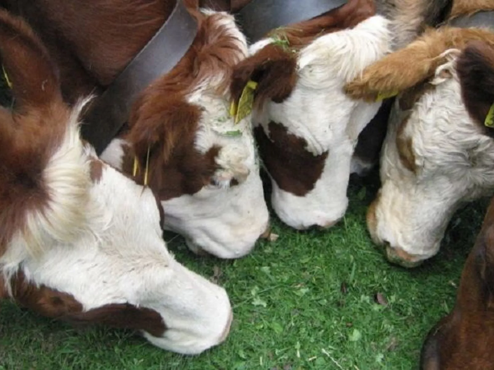 Appartement mit Garten in Schwärzenbach