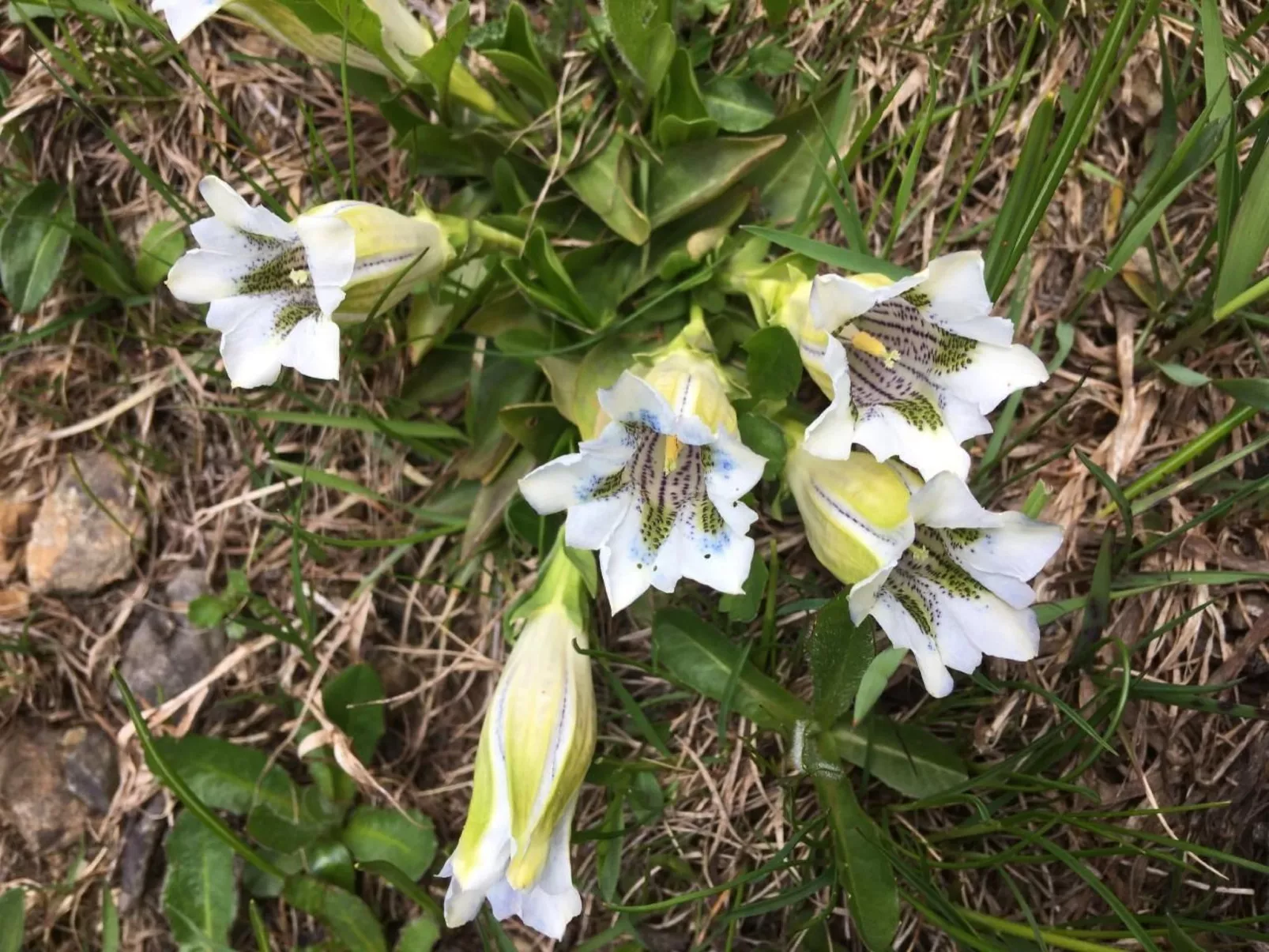 Katharina von Allmen