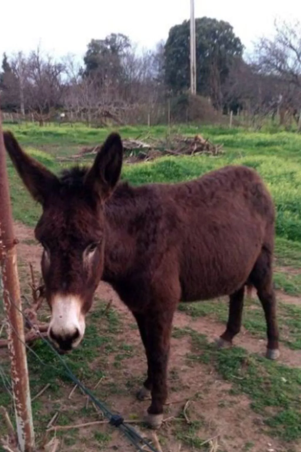 Wohnung "Authentisches korsisches Haus"-Buiten