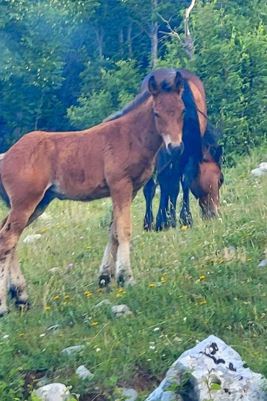 Villa "Haus mit pool" mit eigenem Pool-Buiten