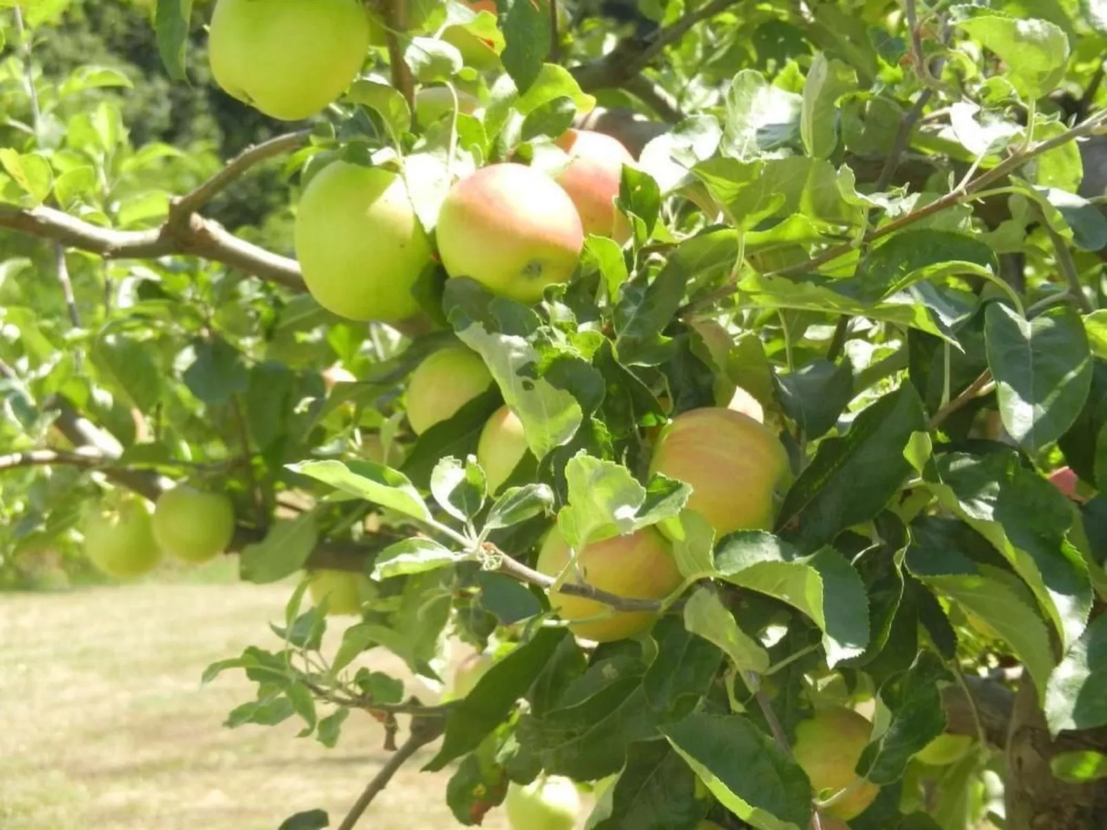 Urlaub für die Seele - Ferienhaus mit Sauna-Image-tags.info