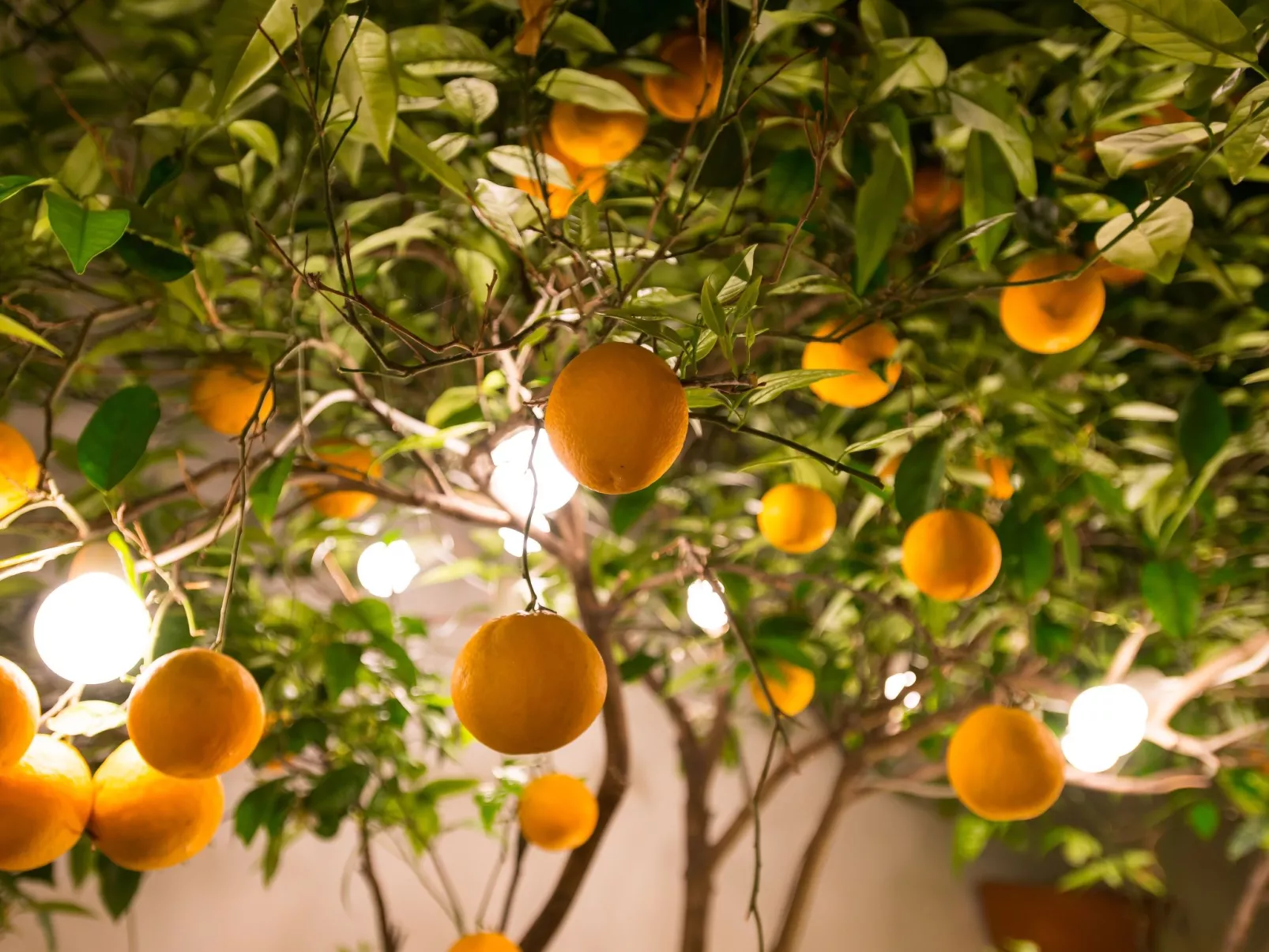 Für 6 Personen direkt am Strand