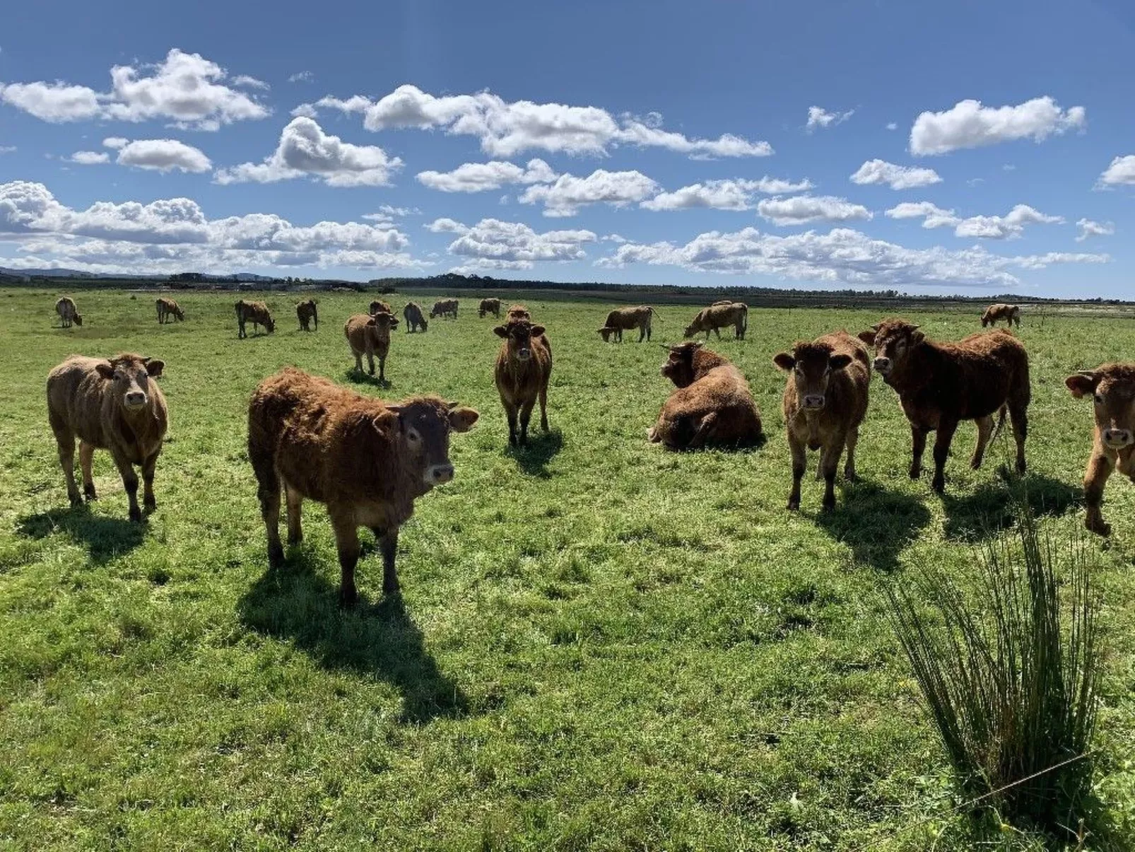 Auf dem Lande in der Nähe des Strandes-Image-tags.info