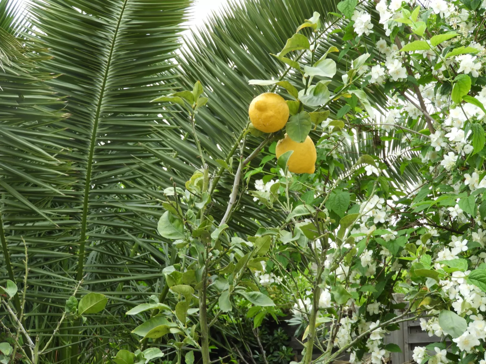 Wohnung "Les roses" auf einem eingemauerten Grundstück-Buiten