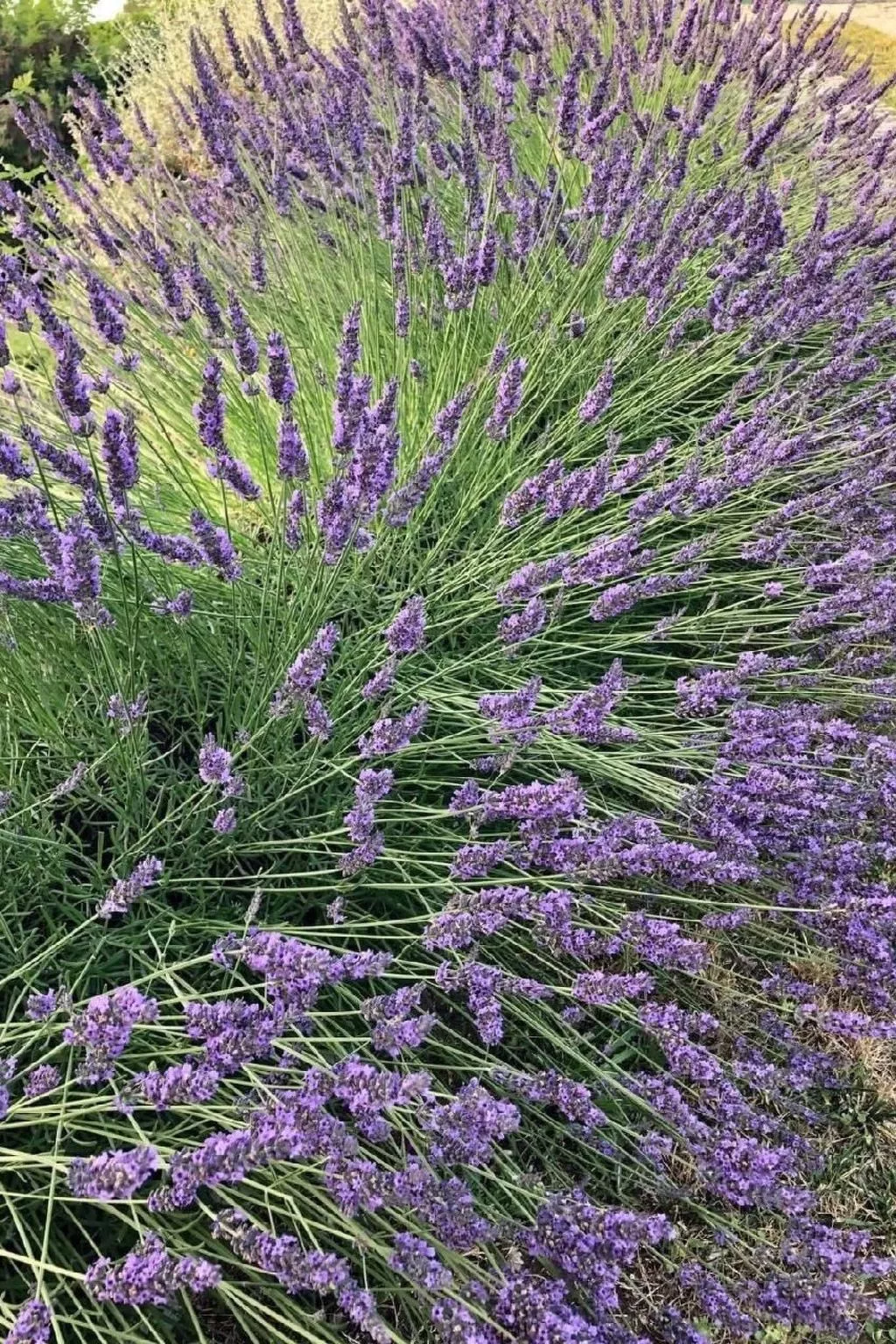 Côte d'Azur ganze Villa beheizter Pool Meerblick-Image-tags.info