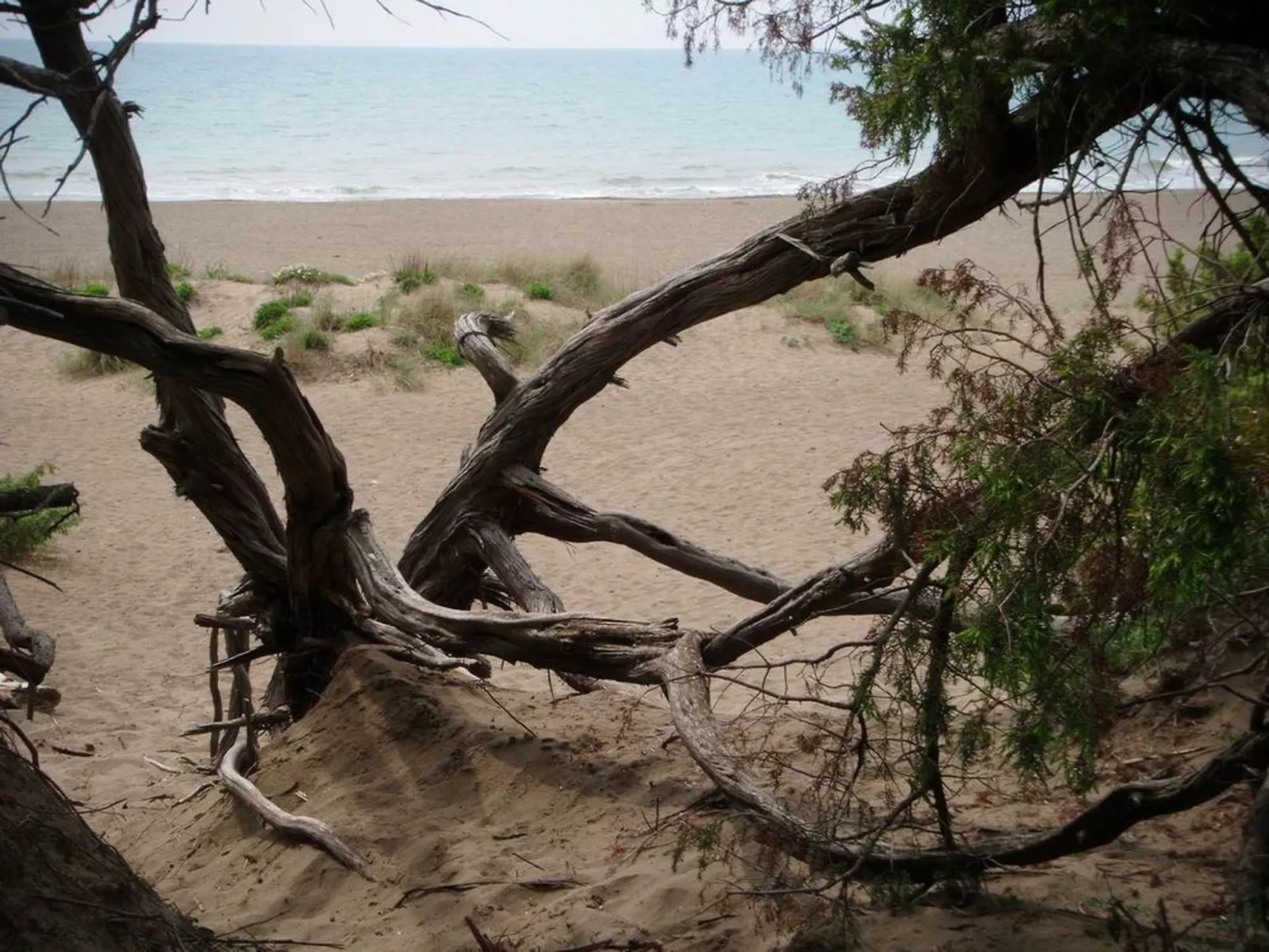 'Camelia' mit Terrasse-Buiten