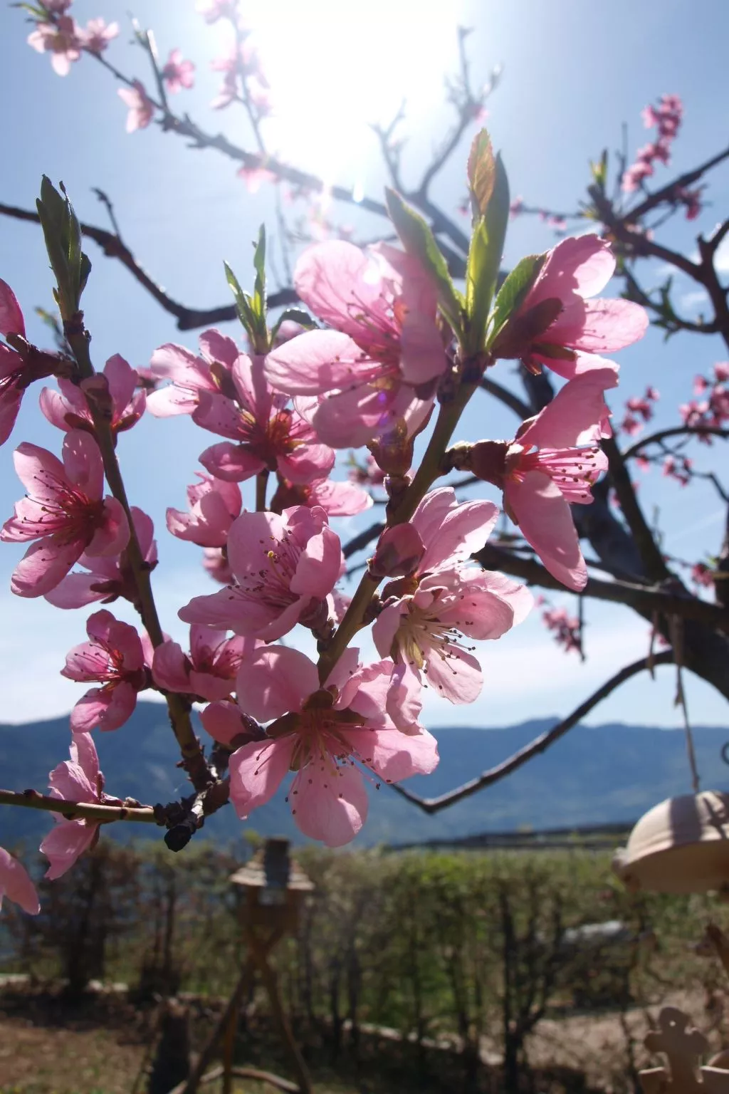 Apartment Merlot in Kurtatsch mit Panoramablick-Buiten