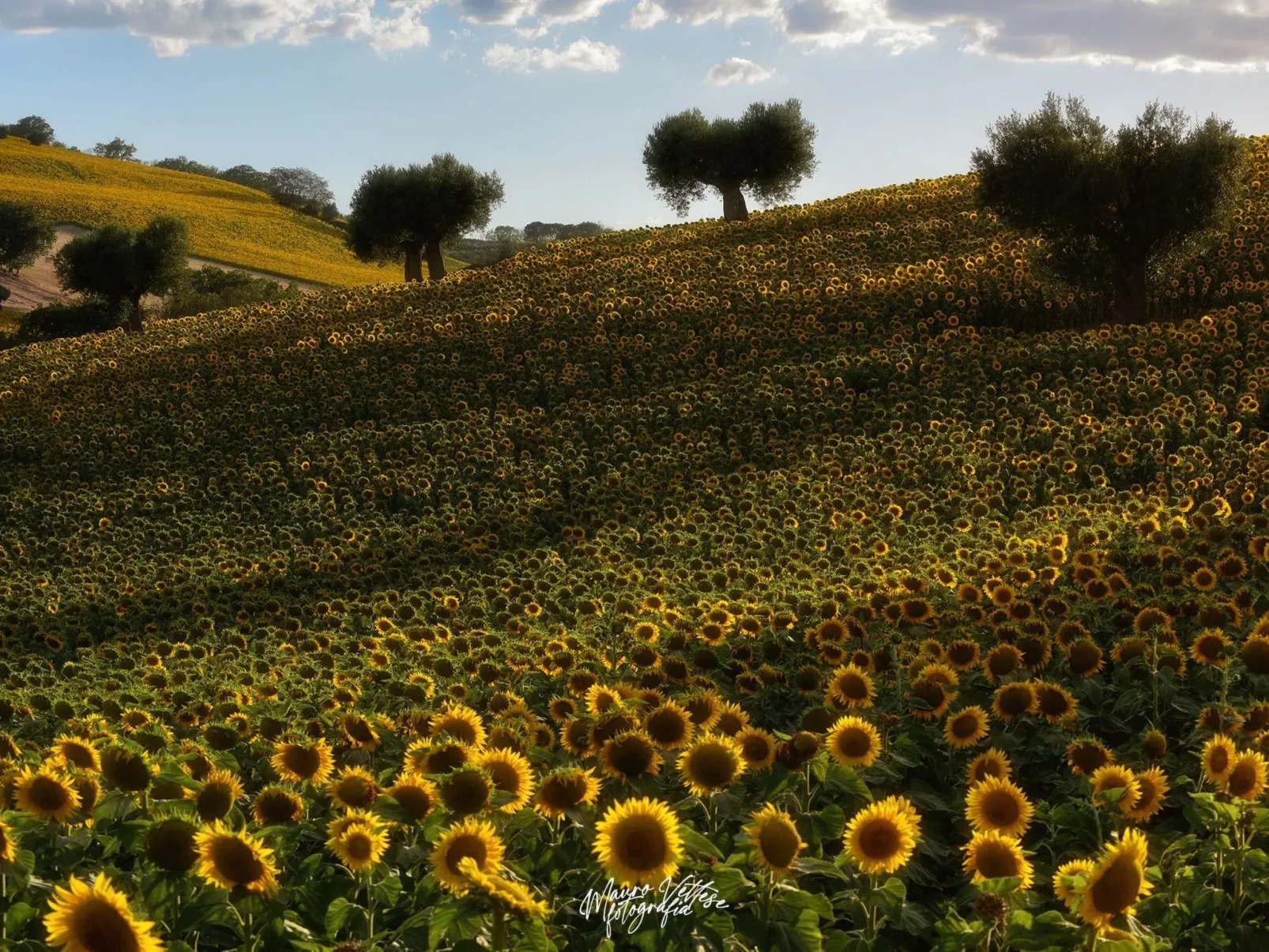 'Casa il Girasole'-Image-tags.info