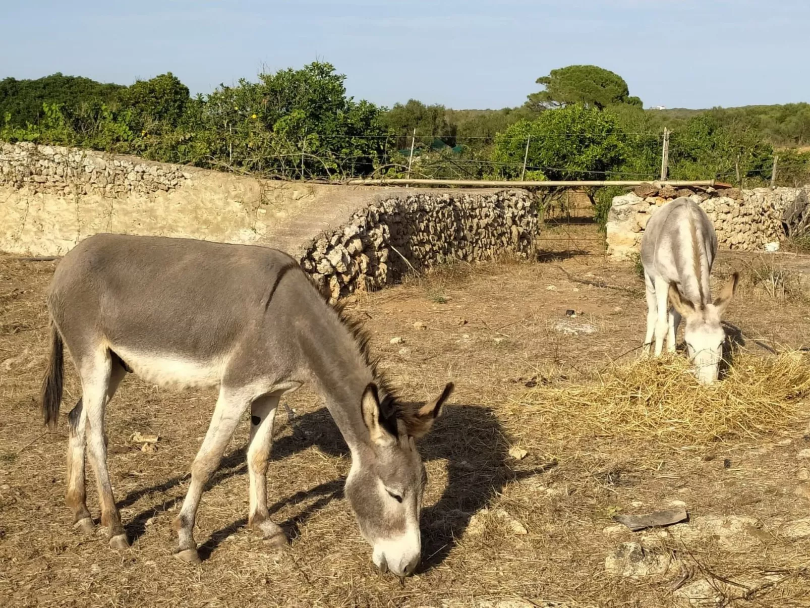 Gemütliches Ferienhaus in Alaior mit Privatem Pool