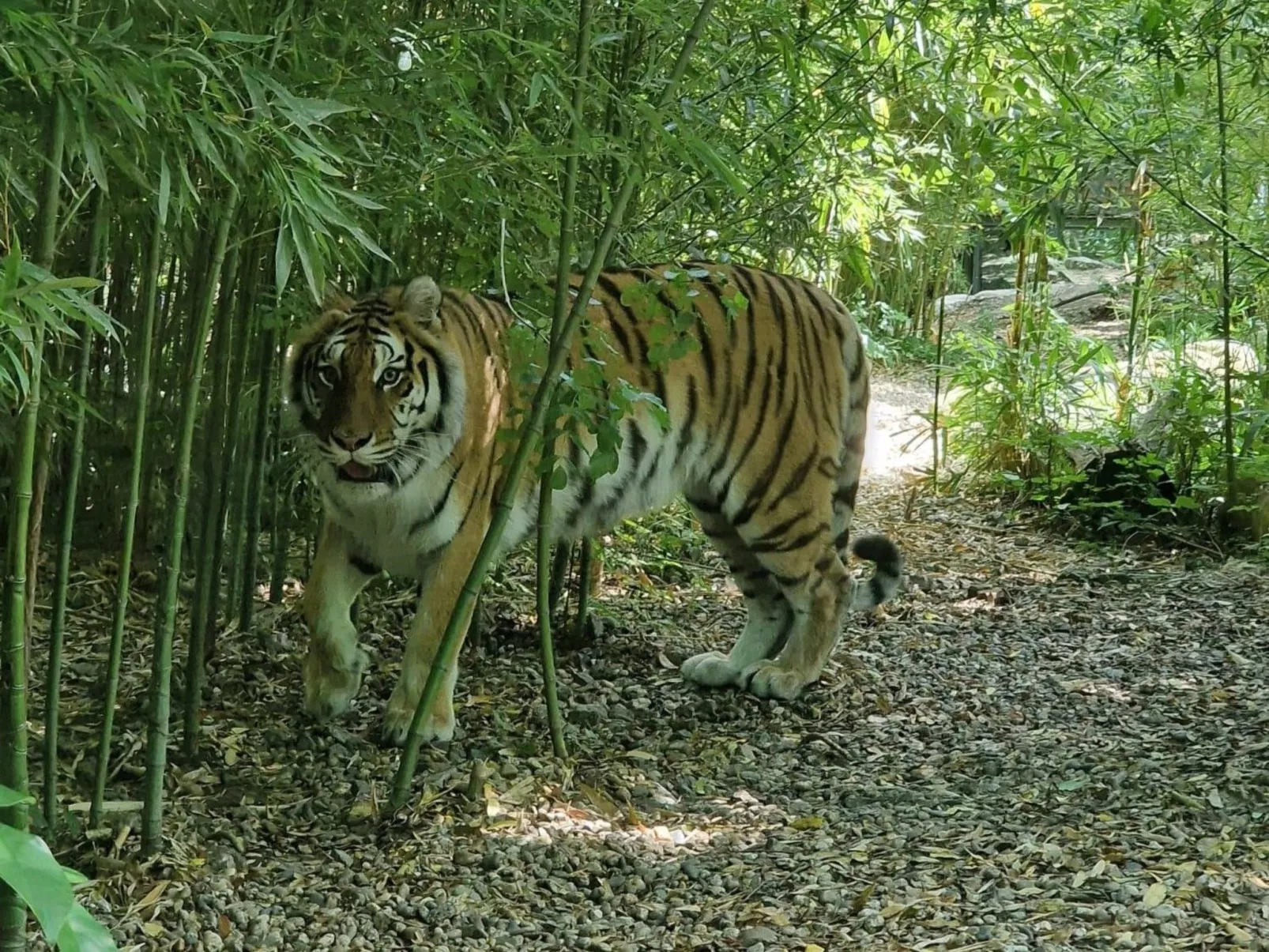 Rosa Selvatica by Holiday World-Buiten