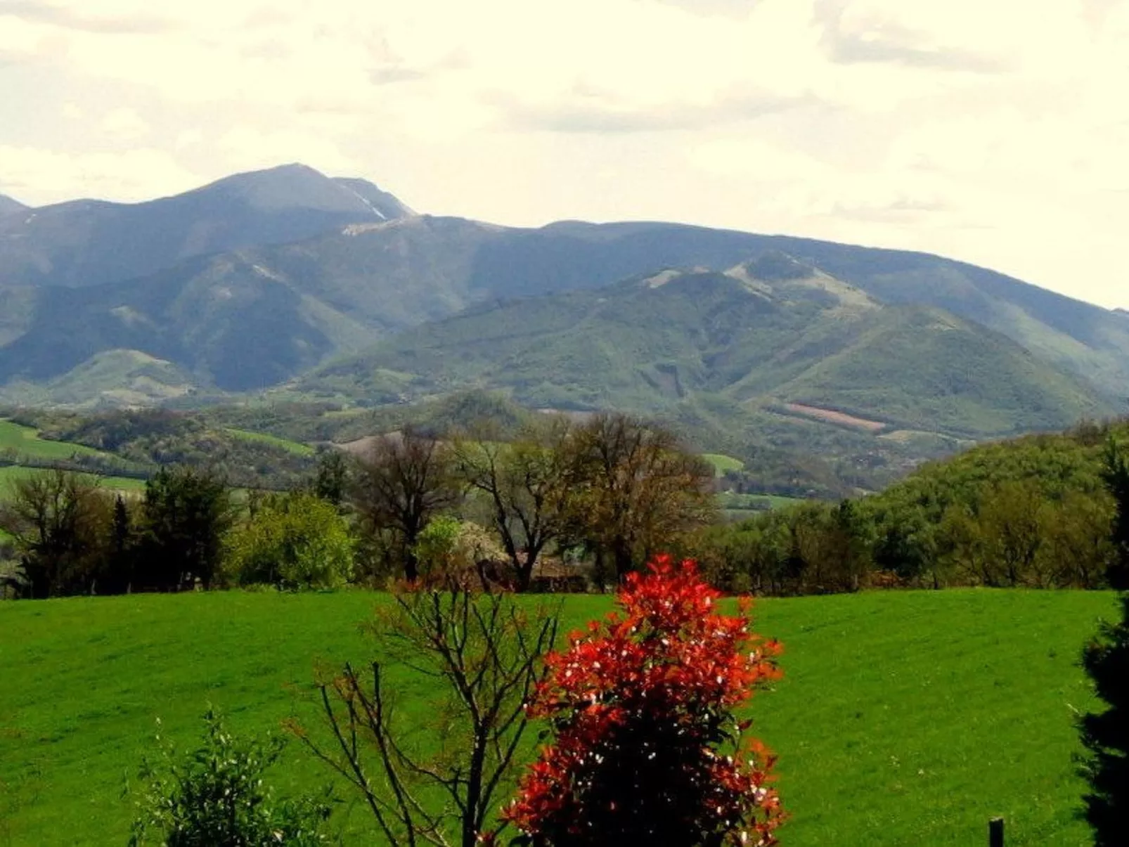 Rose in Cagli-Image-tags.info