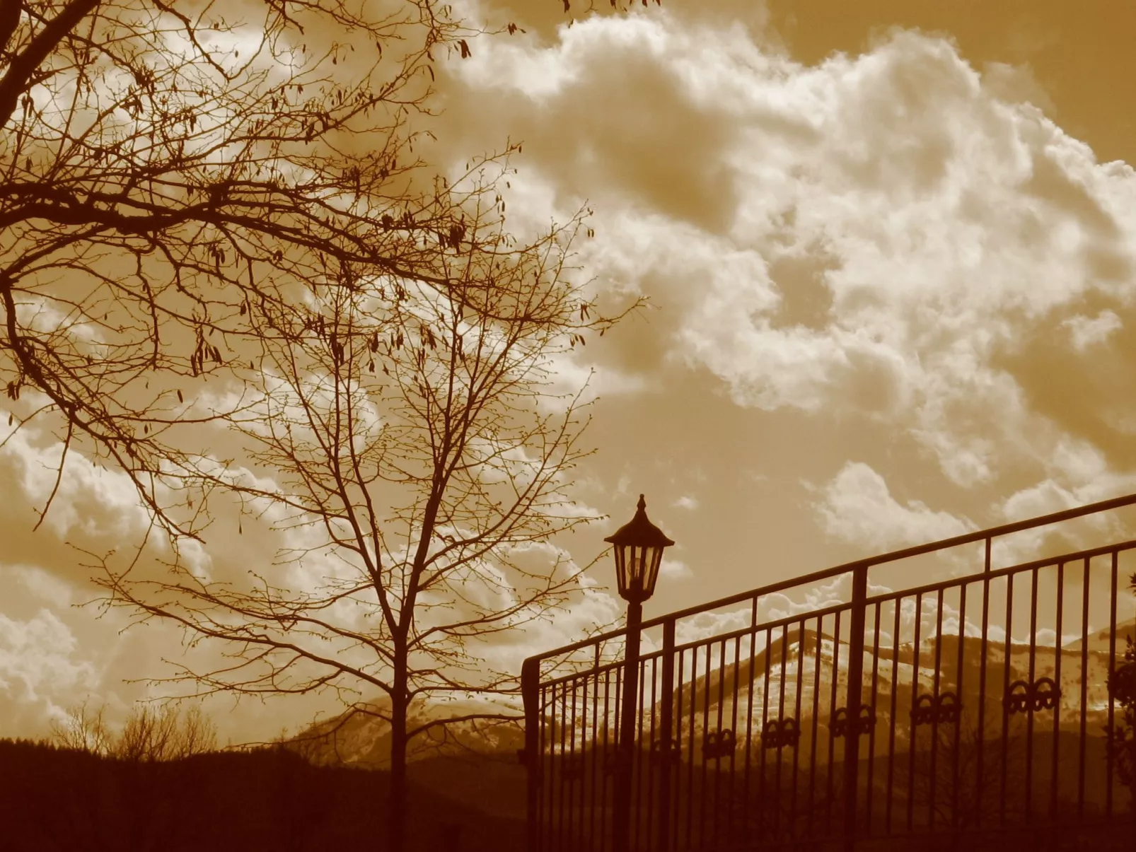 Flacher Flieder-Buiten