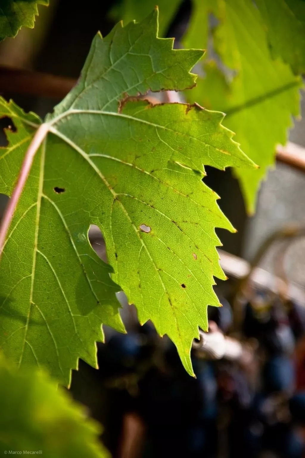 Blaue Wohnung-Image-tags.info