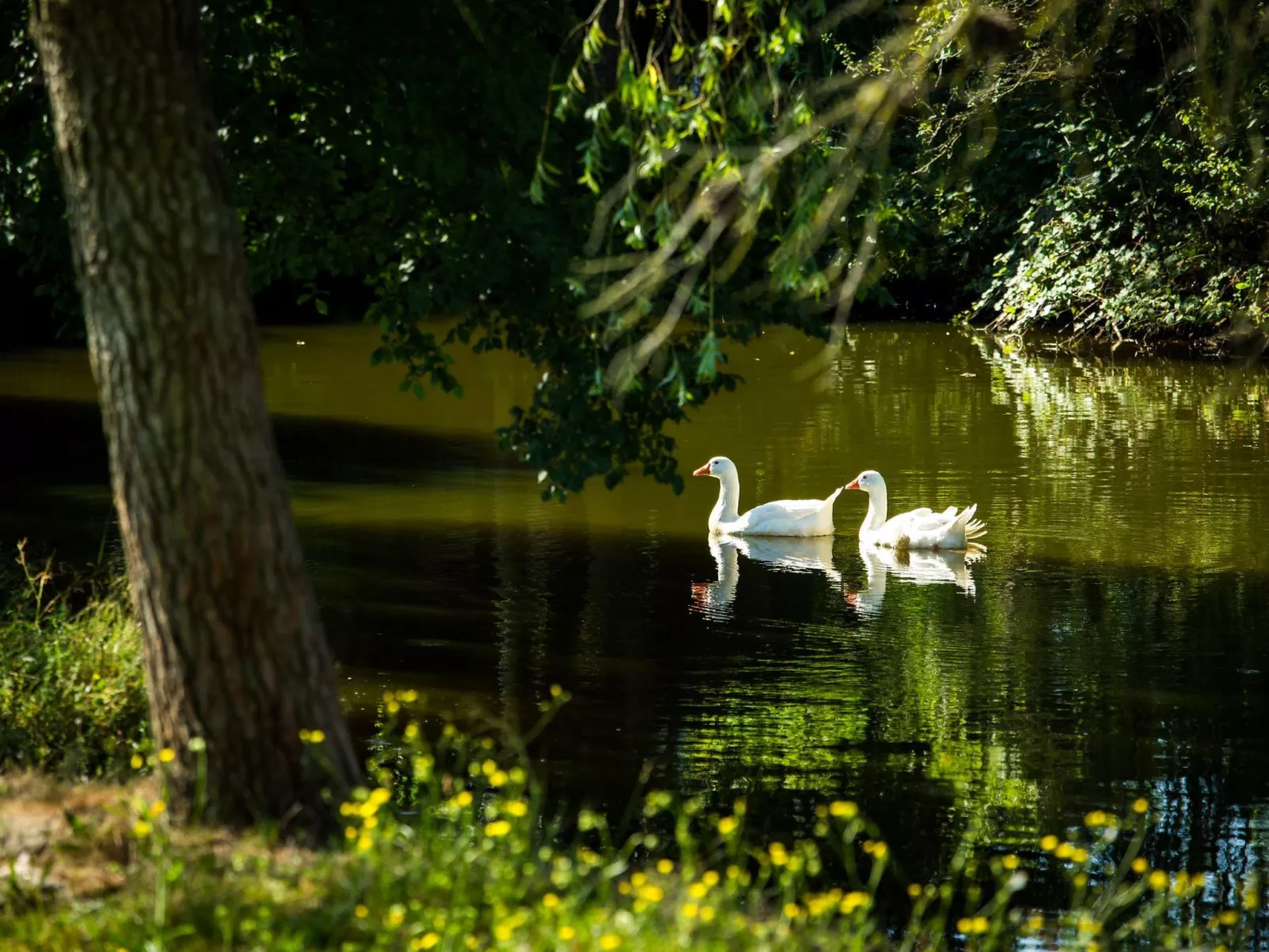 "Cobert del Carro".-Buiten
