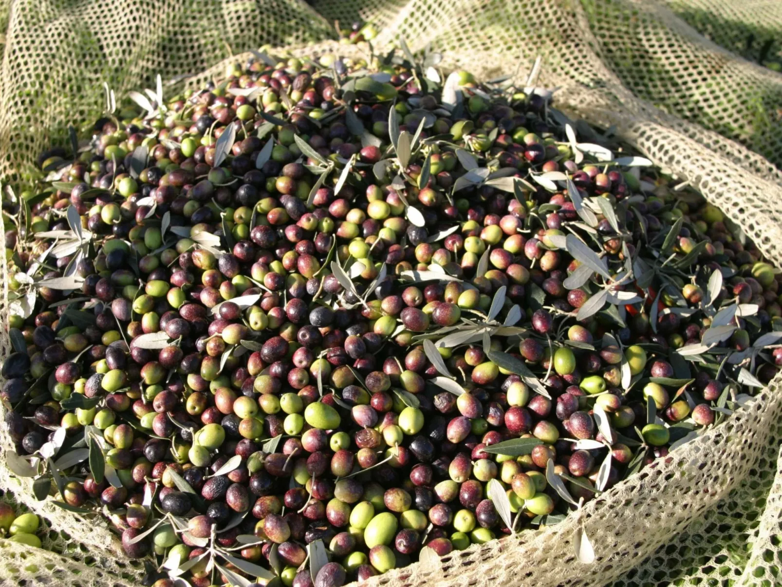 Wohnung in Figline Valdarno mit Gemeinschaftspool-Buiten
