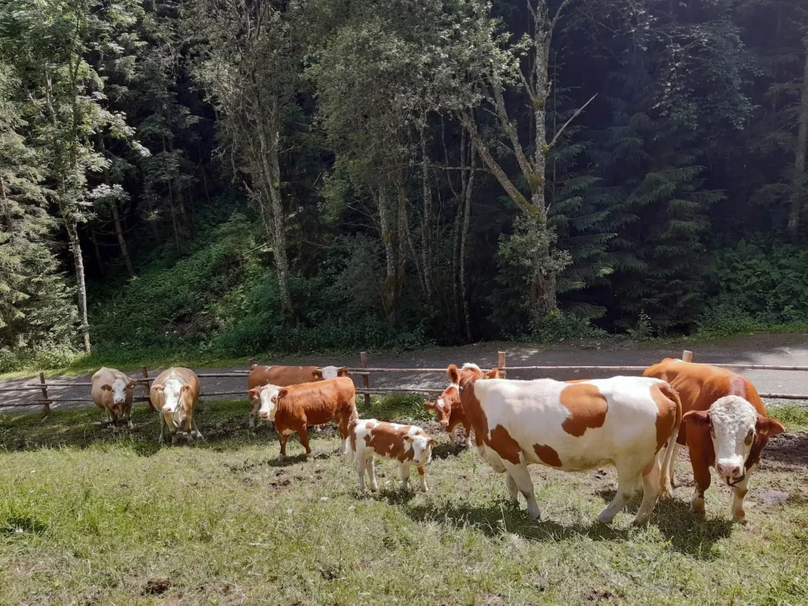 Teichhaus Simperle-Binnen