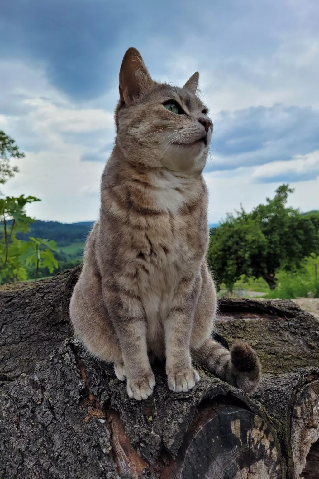 Chalet Staufenhof-Binnen