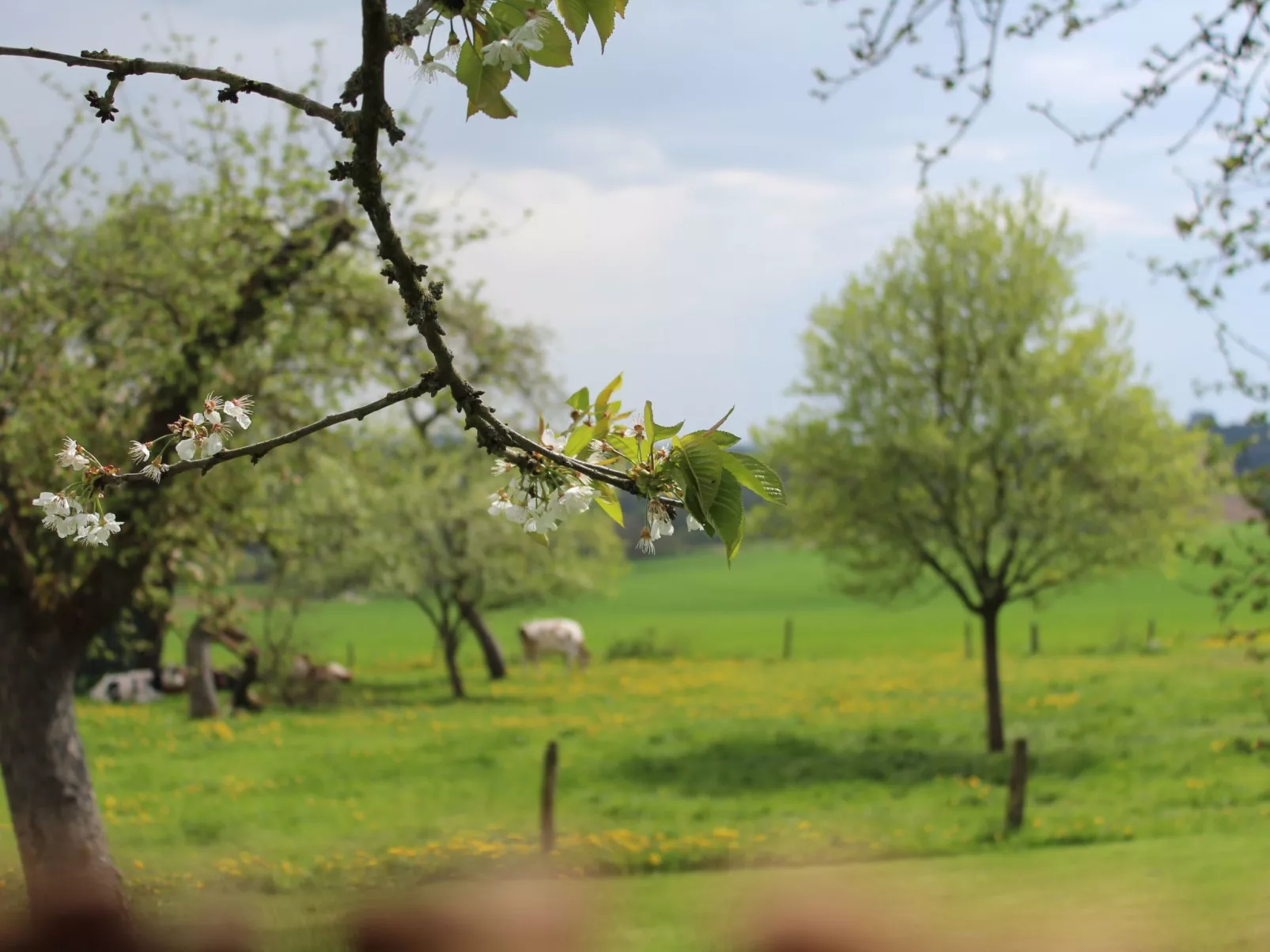 Fewo "Jut Stuff"-Buiten