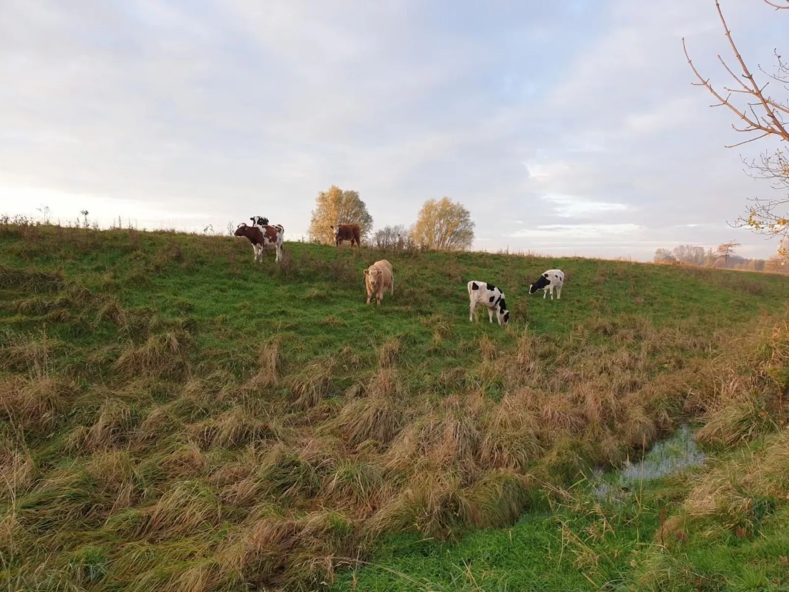 Elbkoje Brunsbüttel-Binnen