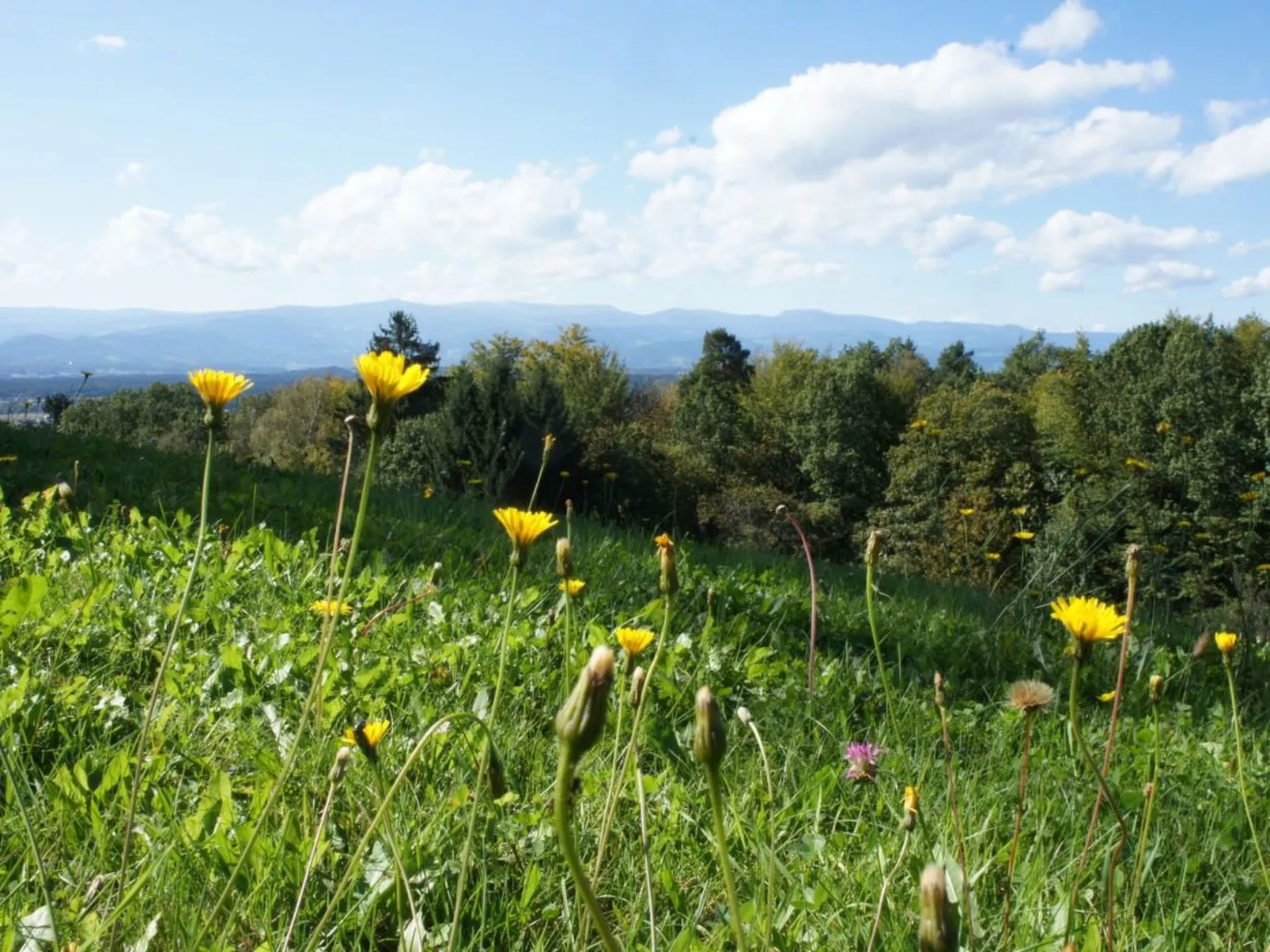 LandLoft-Image-tags.info