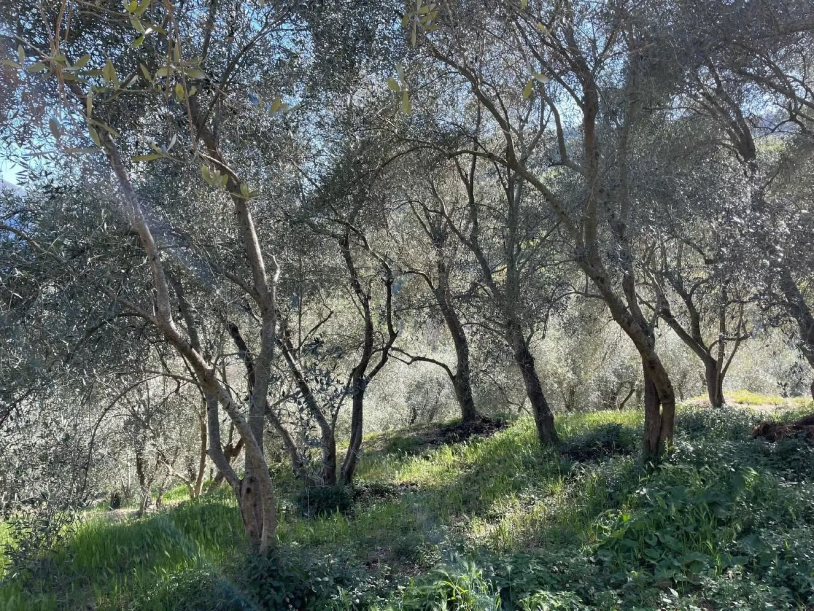 CASA SISSI, Sehnsuchtsort zwischen Olivenhainen-Binnen