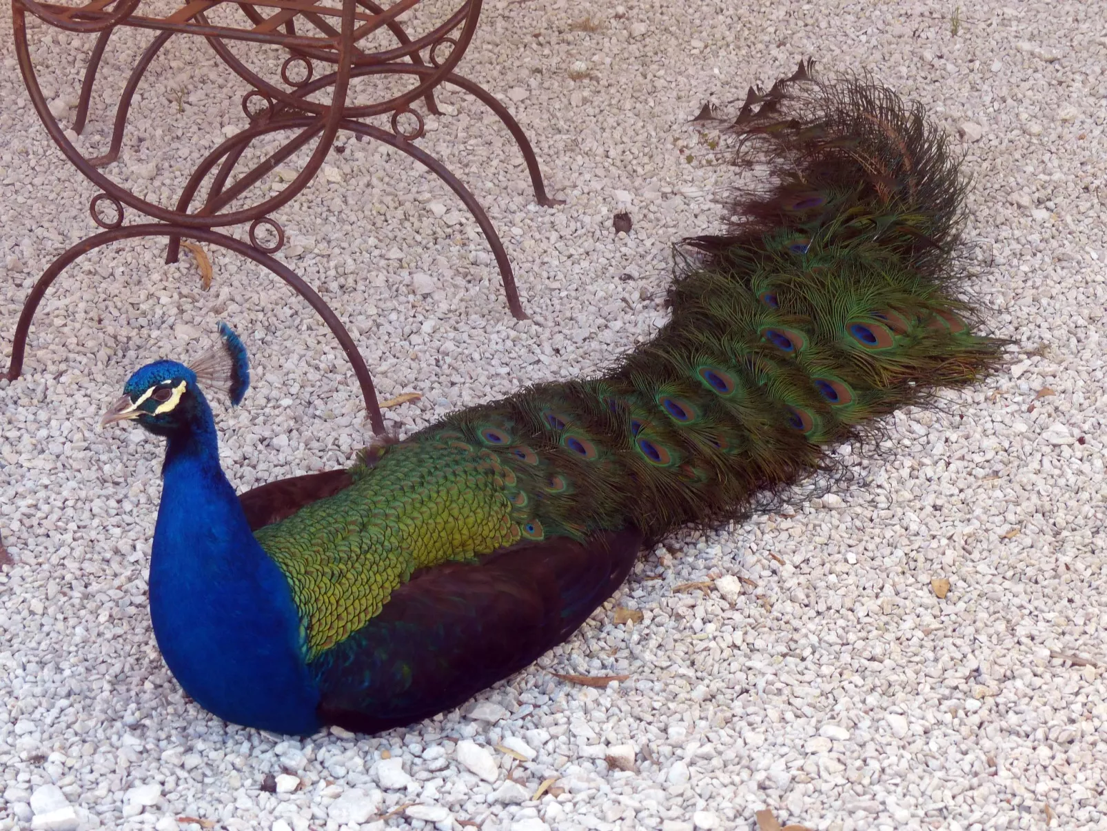 La Ferme des Paons-Binnen
