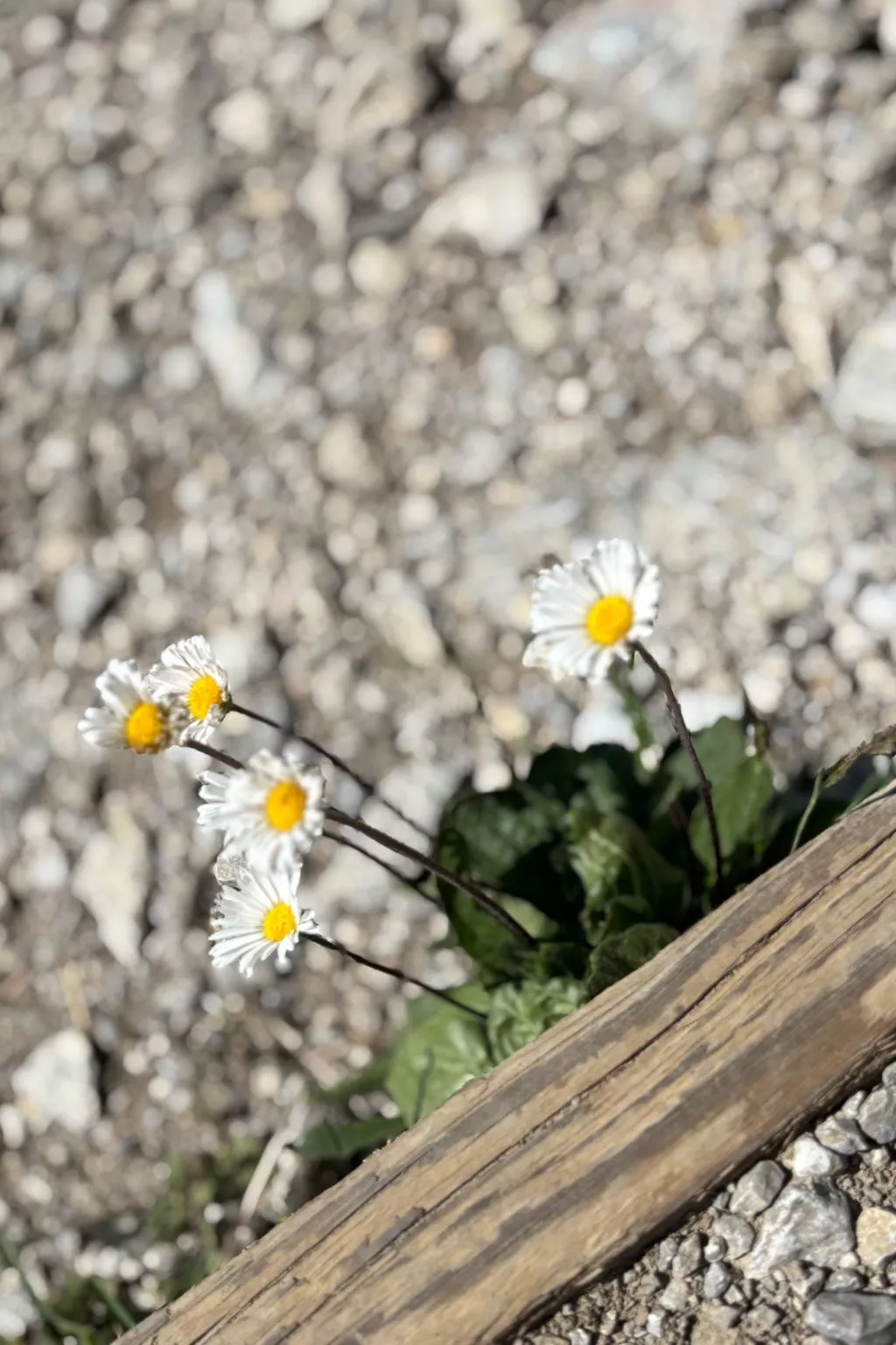 Haus Rosenwirth-Binnen