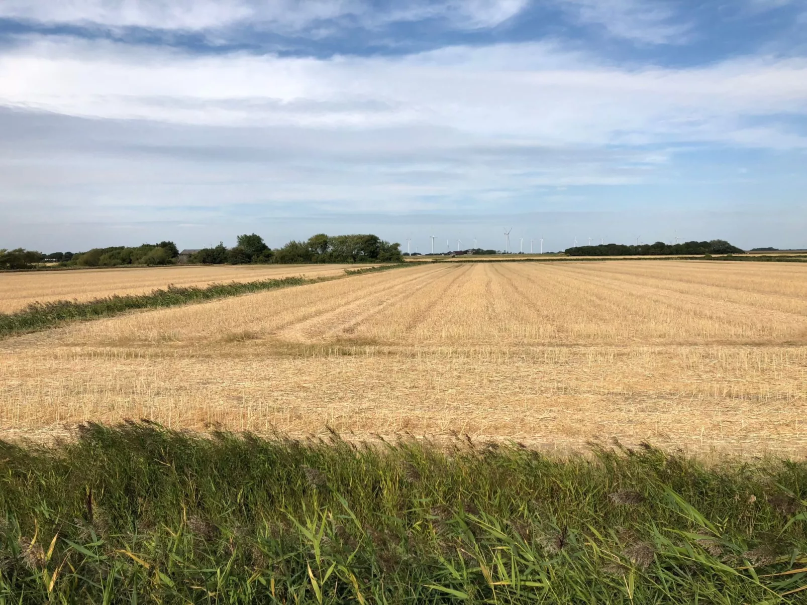 Reetdachhaus inmitten von Wiesen und Feldern-Binnen