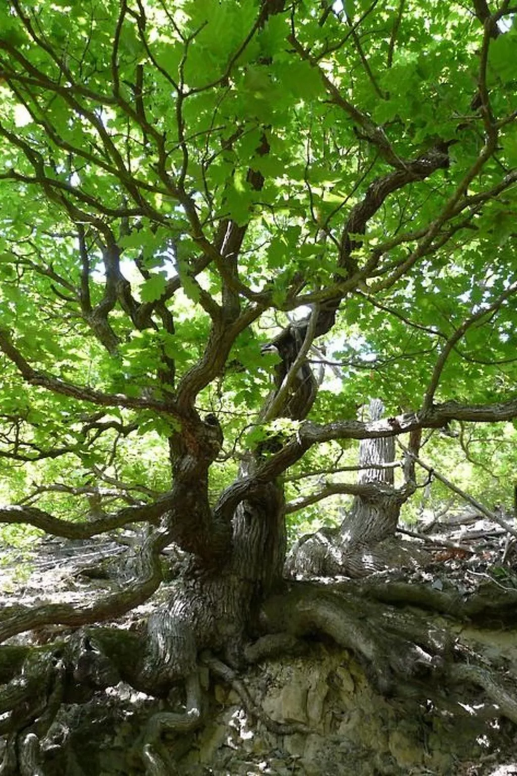 Ederseeblick in Bringhausen am Edersee-Binnen