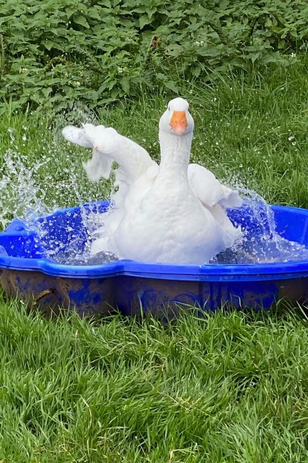 Scheunen Nest-Buiten