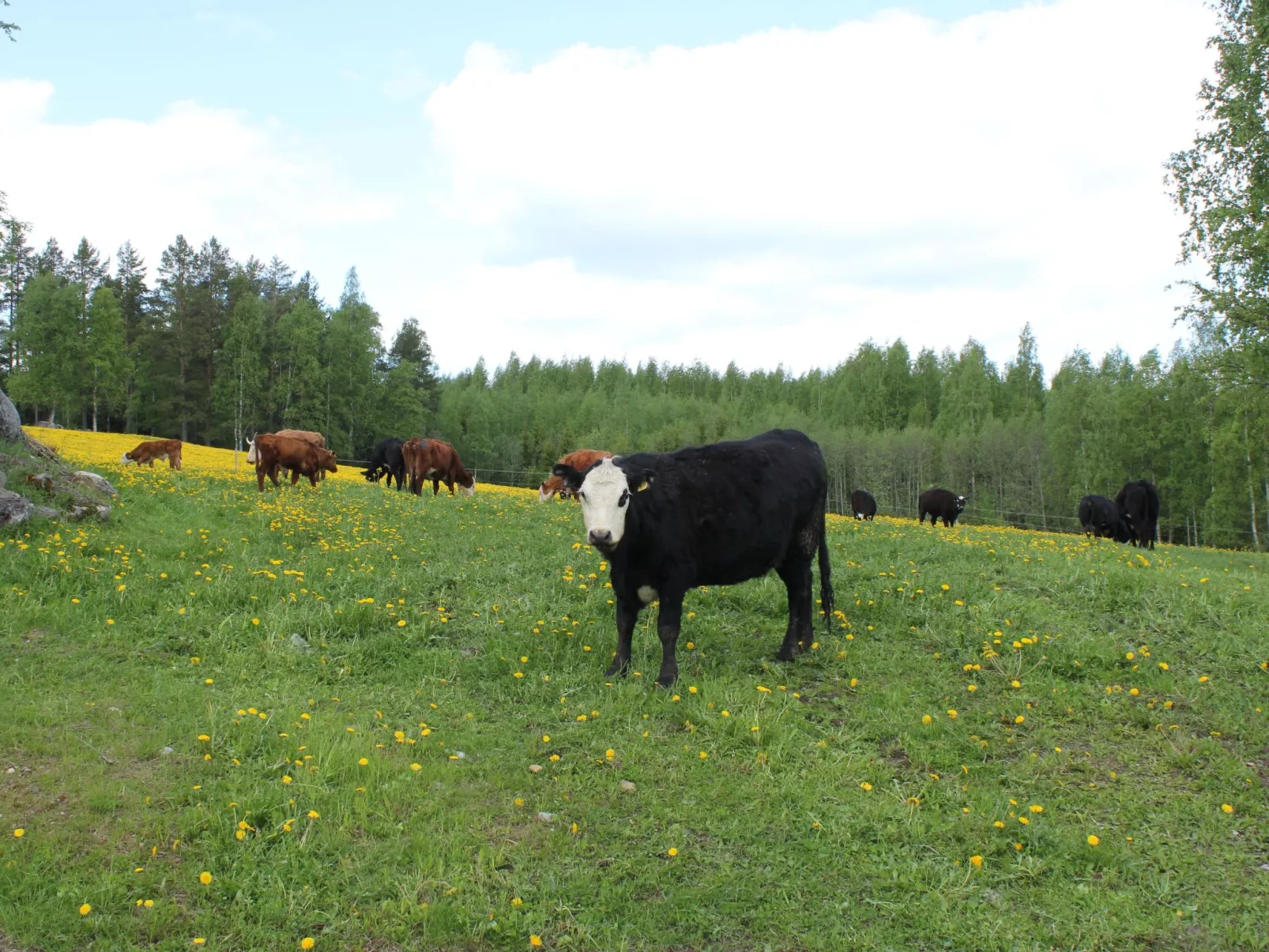 Anwesen mit eigenem Garten und Grill-Buiten