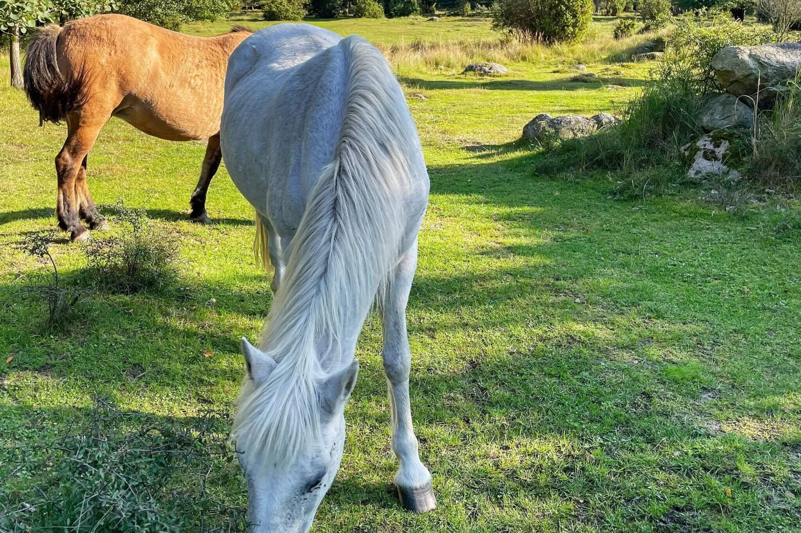 4 sterren vakantie huis in SÖLVESBORG-By Traum-Buitenlucht