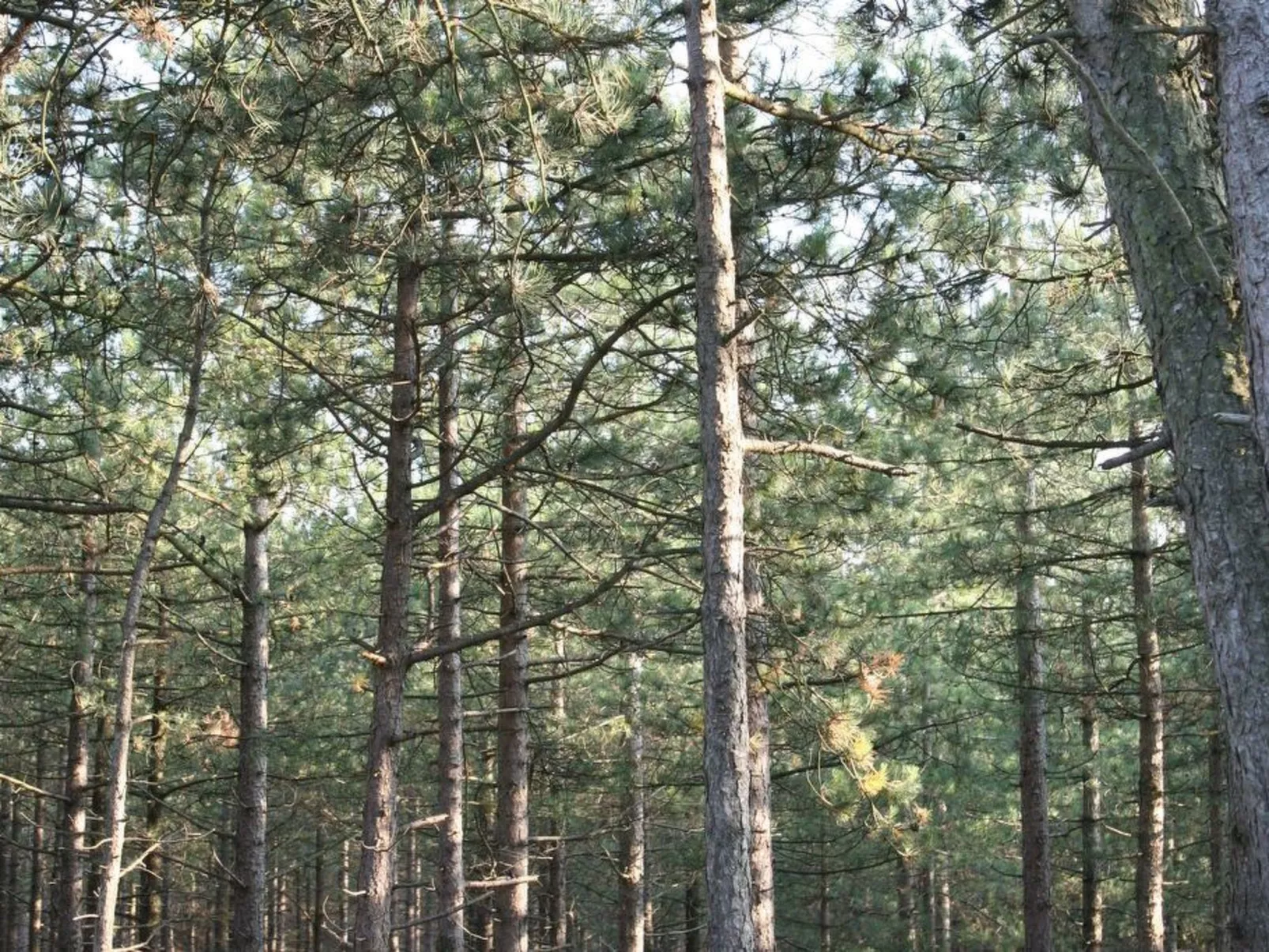 De Korre 2 in Callantsoog-Binnen