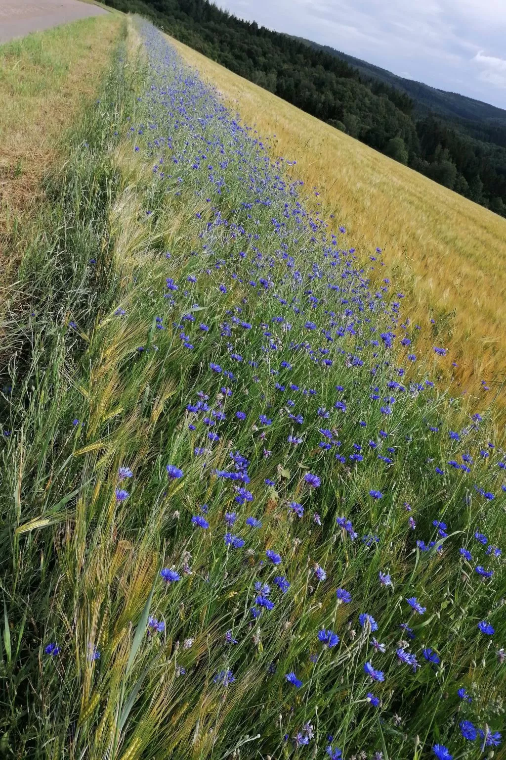 Appartement mit Terrasse-Binnen