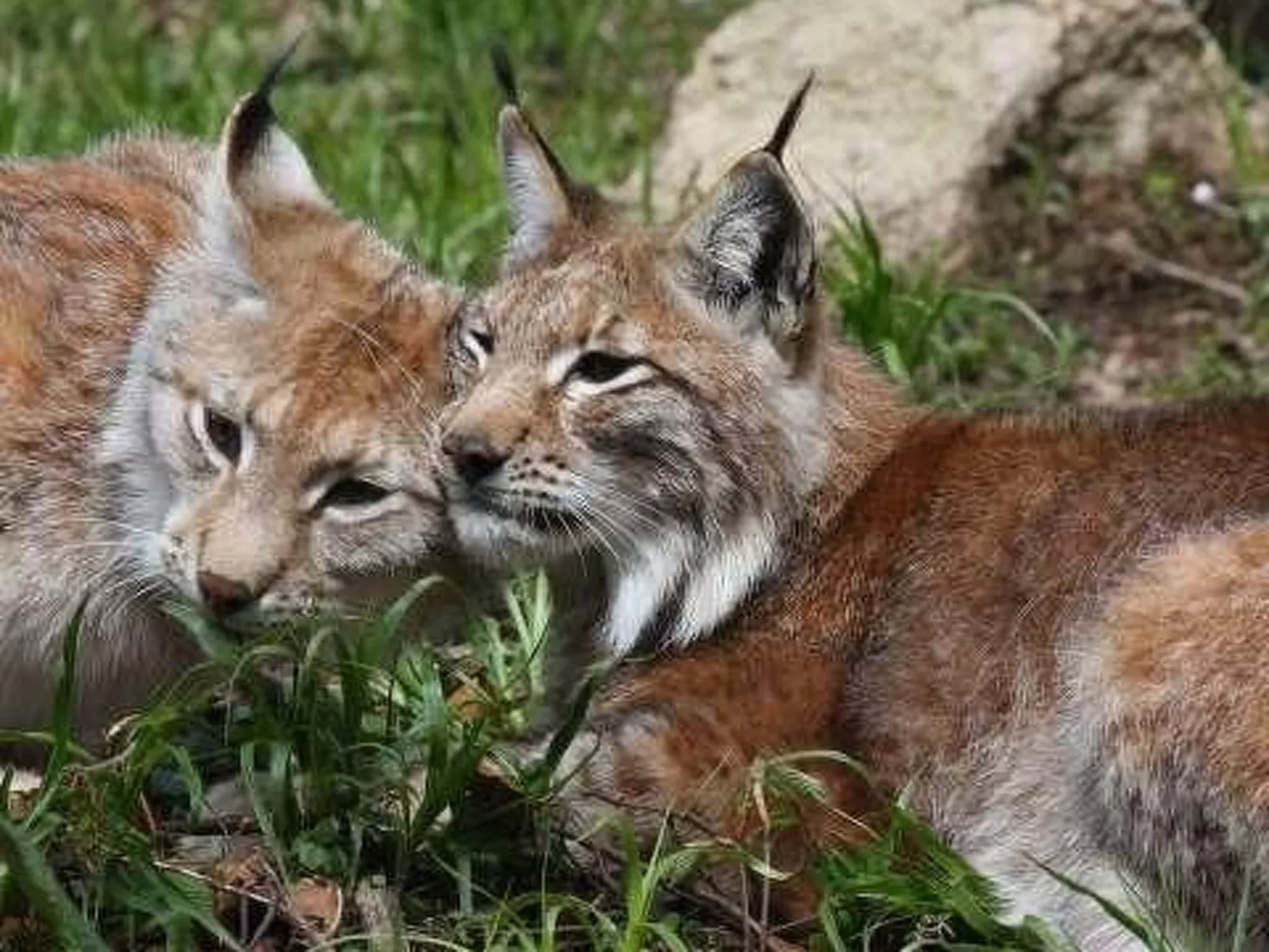 Fewo Stricker 23-Buiten