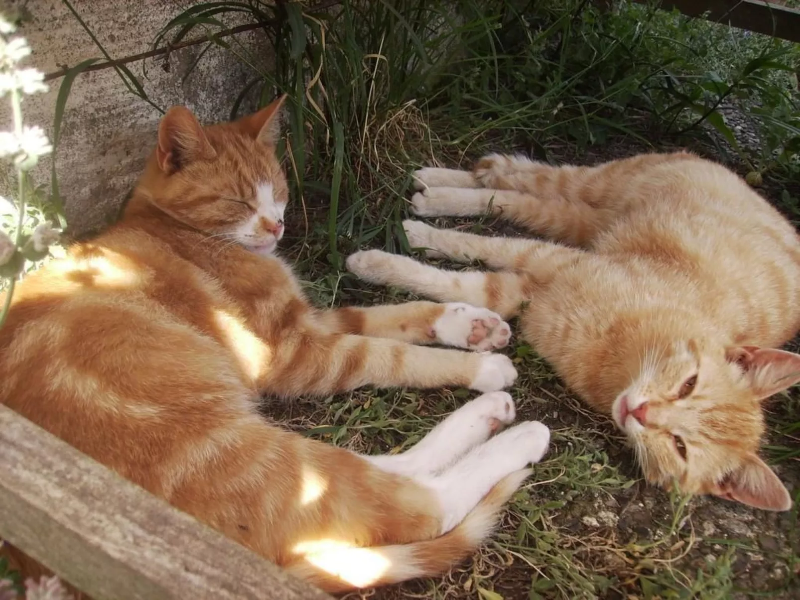 Hof Rodenkrog Fewo 1-Buiten