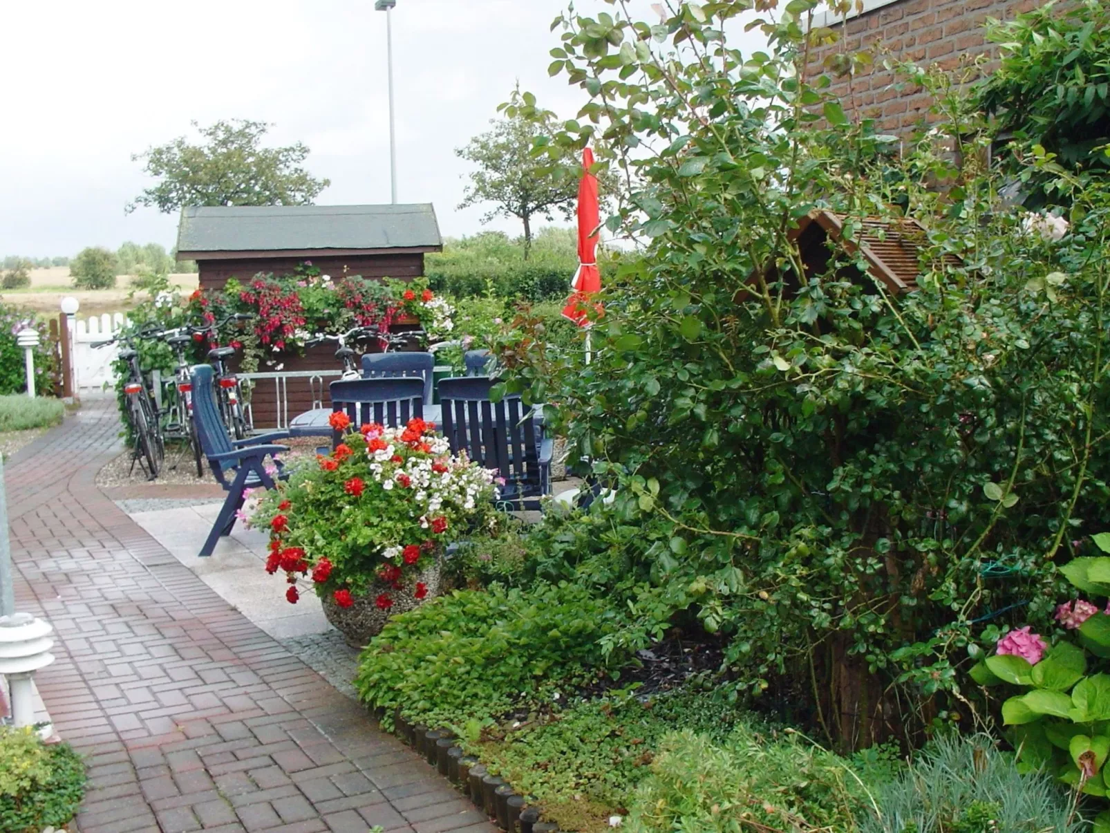 Heringsmöwe in Neue Tiefe-Binnen