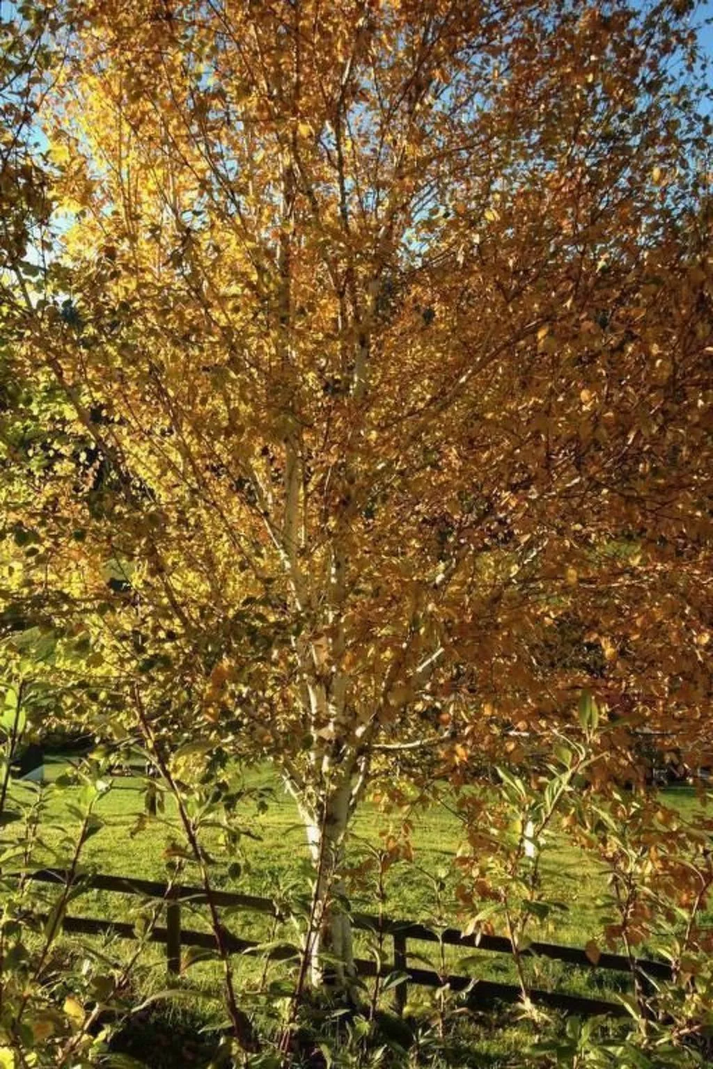 Neuer Sigerst-Buiten