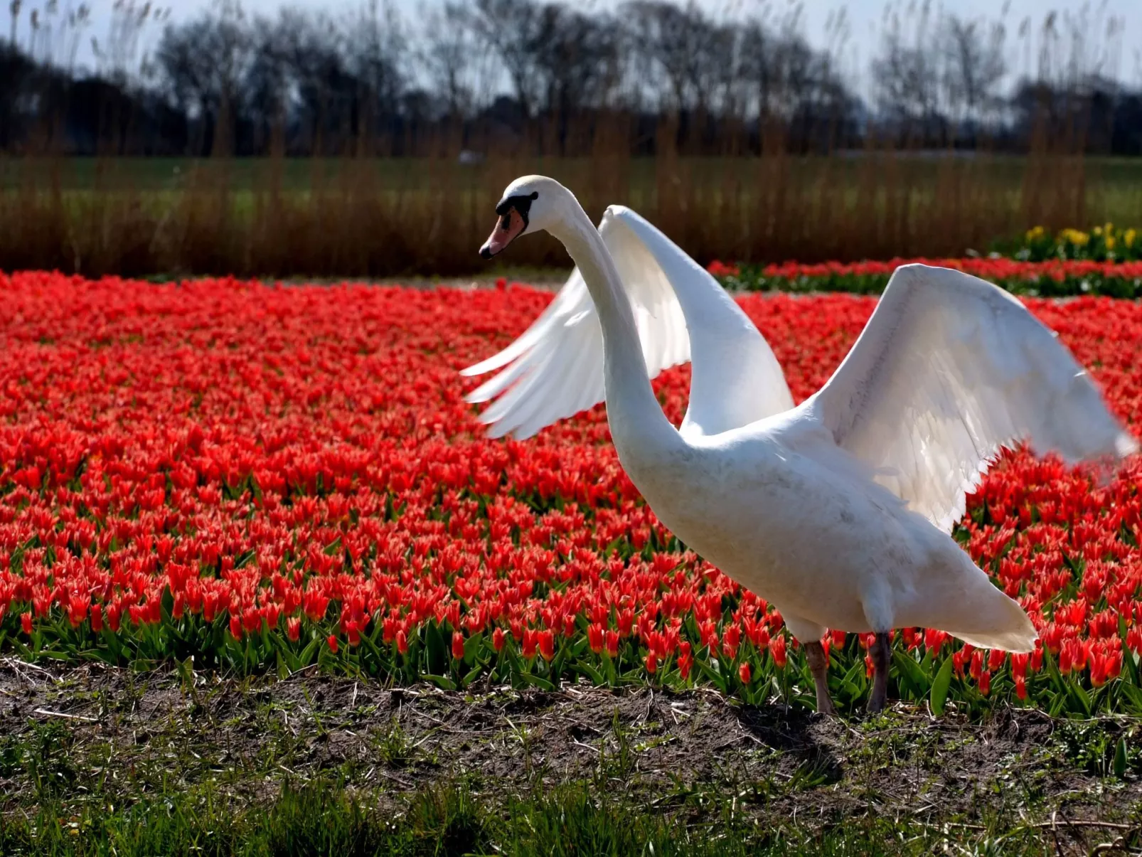 Ferienbungalow Abbes mit Garten und Terrasse-Binnen