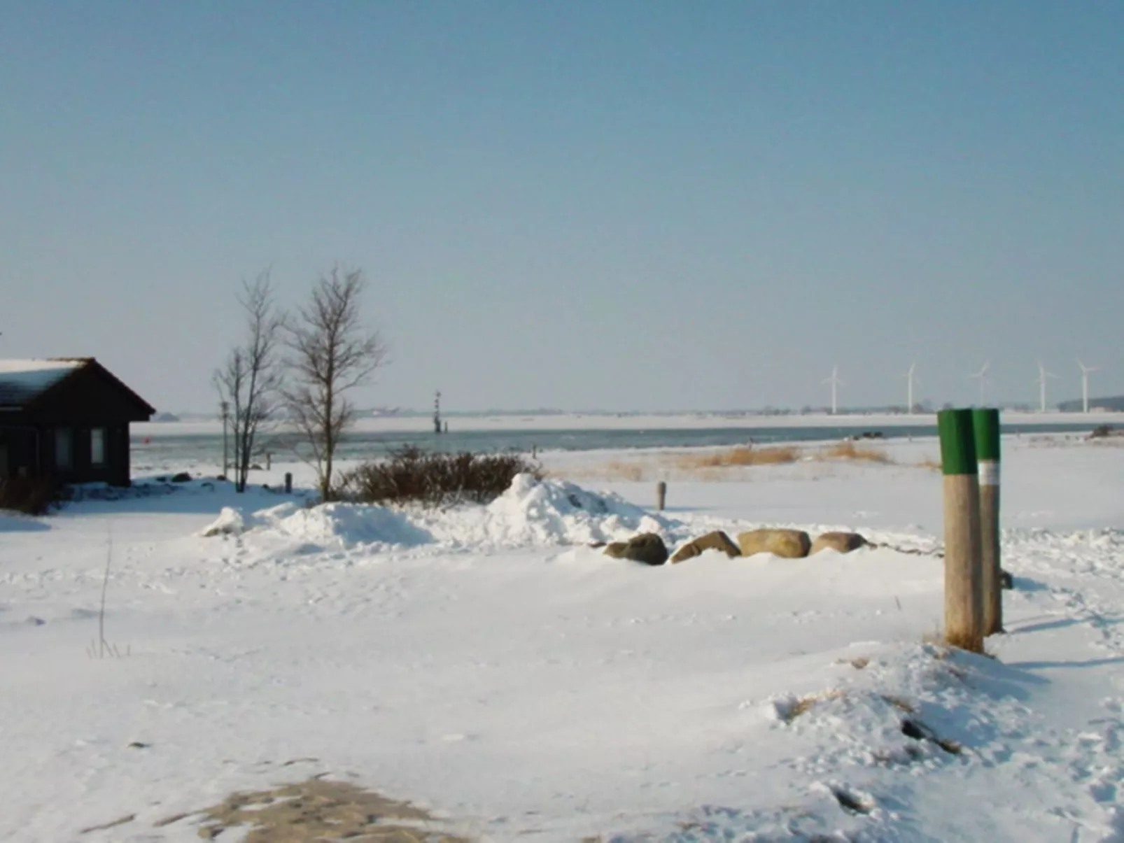 Zwergmöwe in Neue Tiefe-Binnen