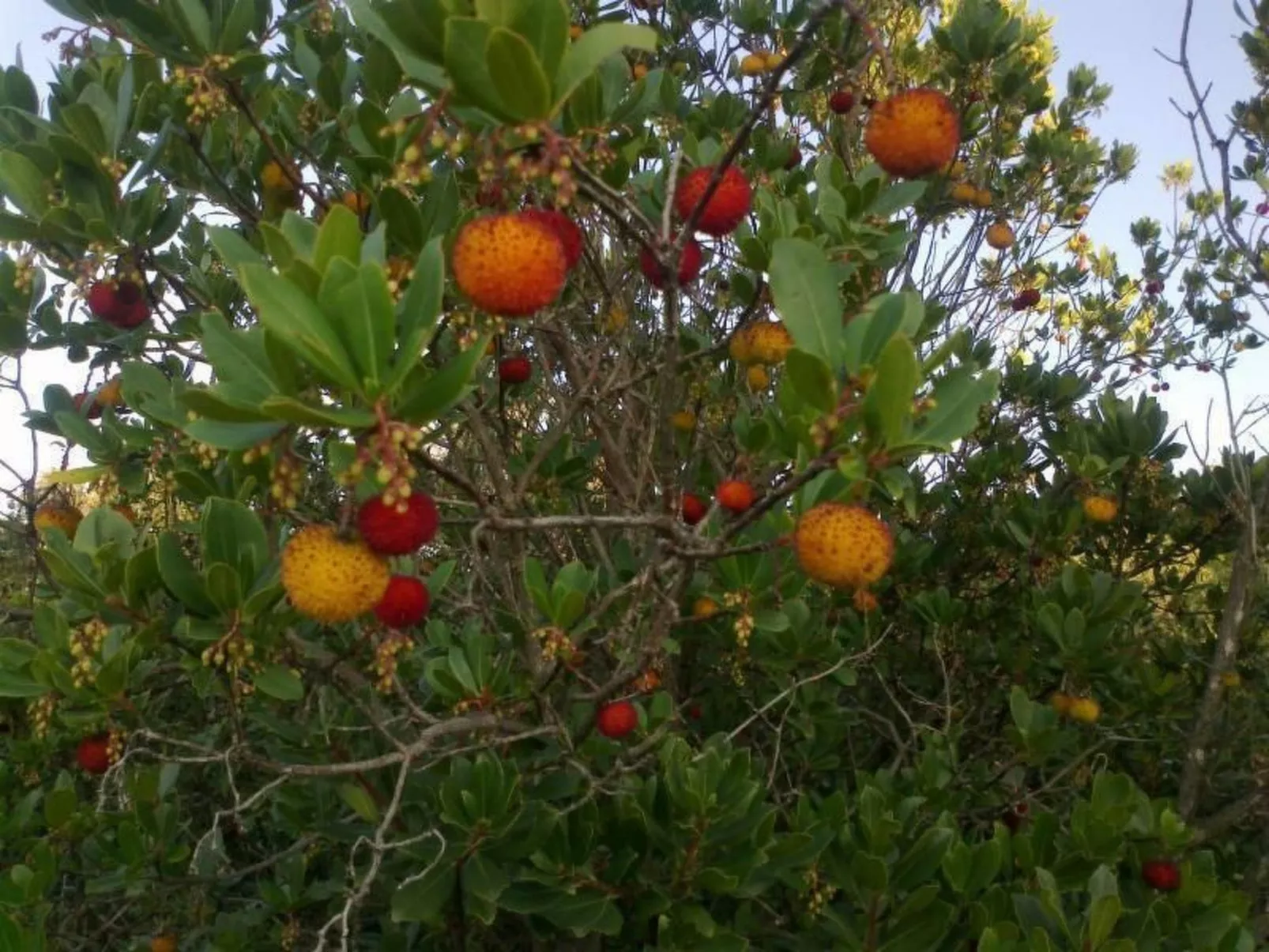 Traumhafte Villa Punta Skala mit 2 Terrassen-Image-tags.info