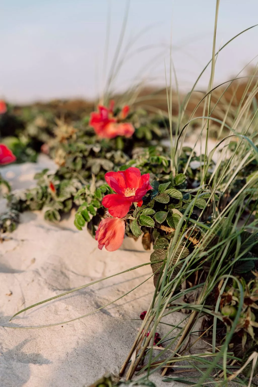 Admiral's Cor. Gulet-Binnen