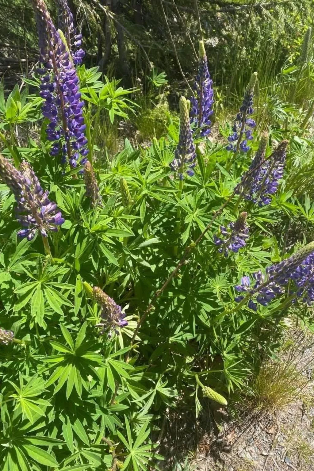 Kramphult Sjöåkra-Binnen